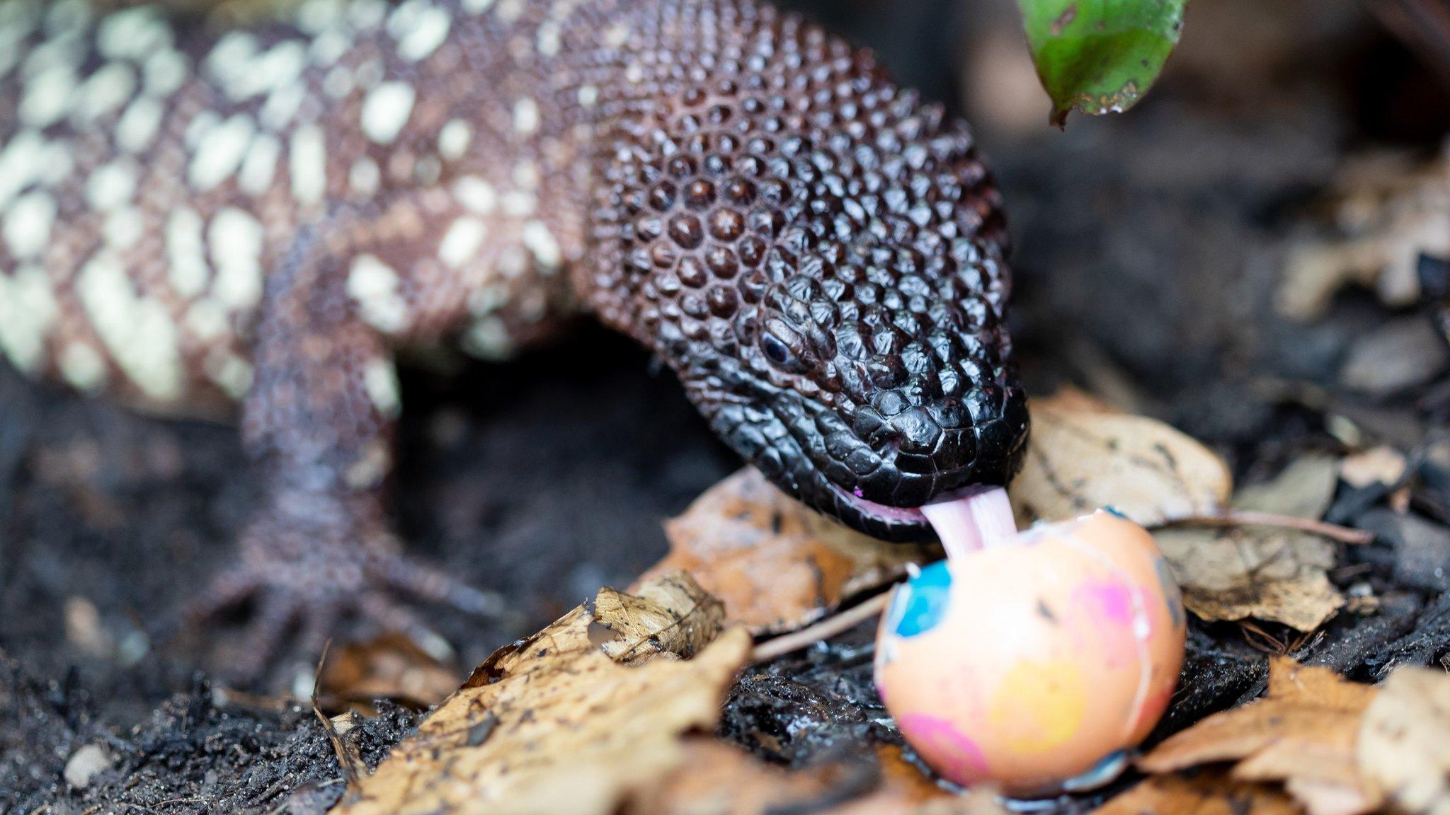 A bearded lizard licks the contents from a painted egg
