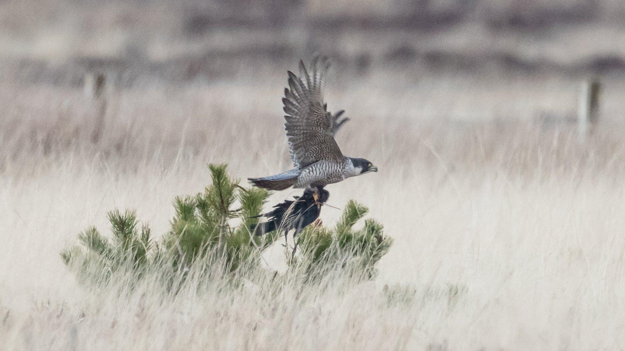 Peregrine with crow