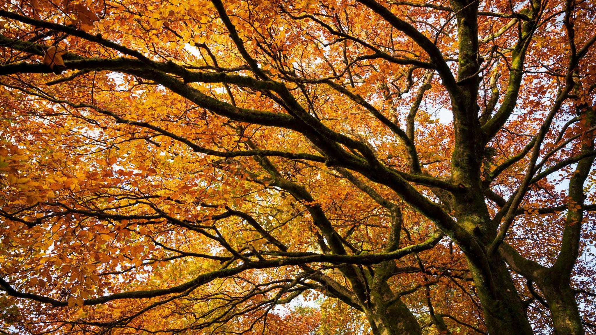 The branches of a tree with leaves on in shades of orange and red