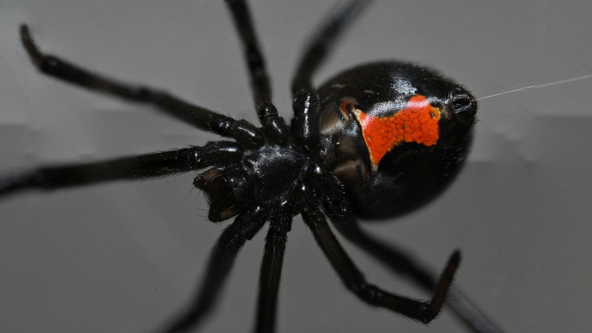 Close up of a black widow spider. The spider has a black body and legs with a small red-marked belly. A string of web is coming out of the spider's body. It has eight long black legs and a thick body.