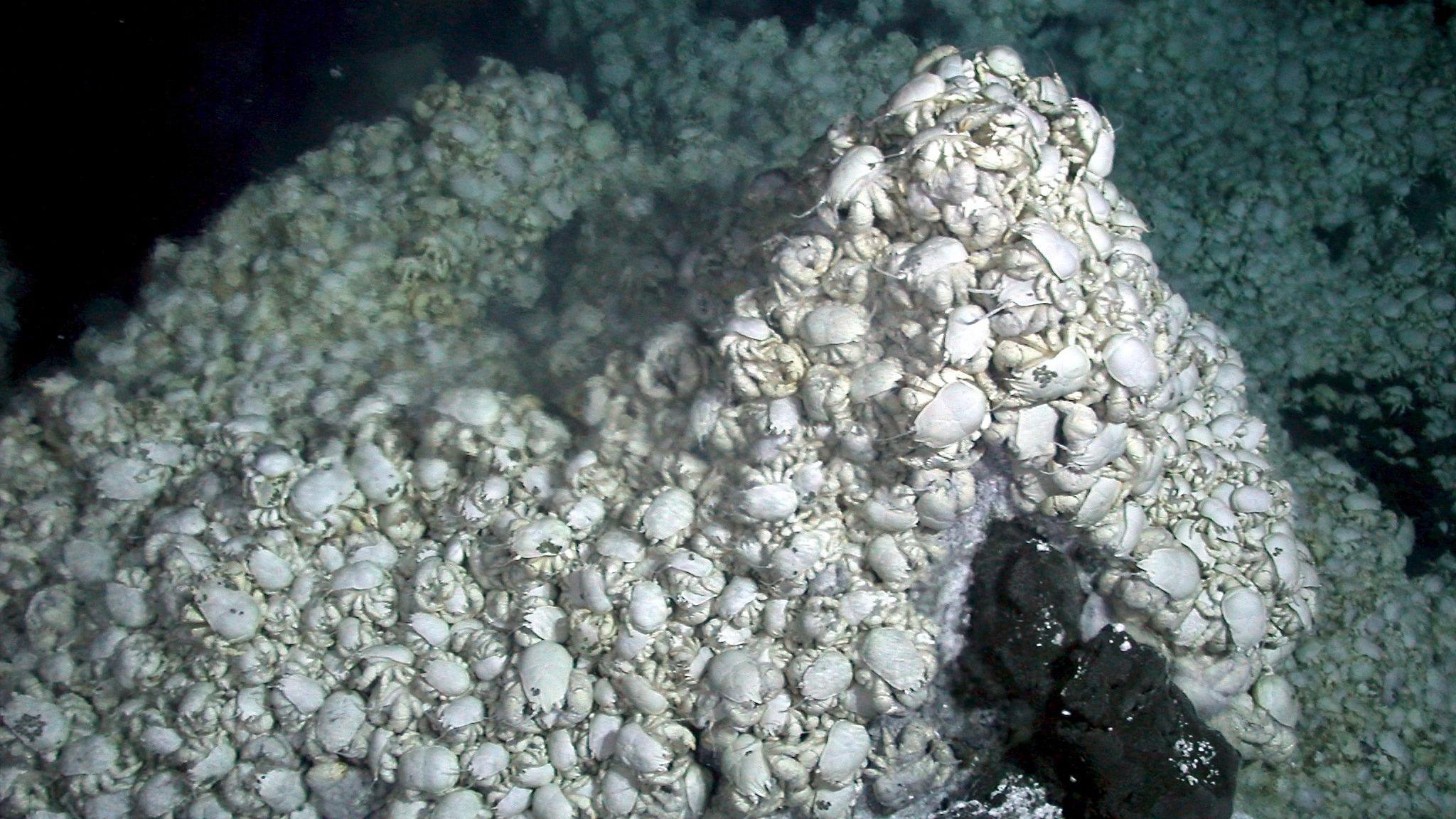 Thousands of white Hoff crabs all on top of one another on the seabed.