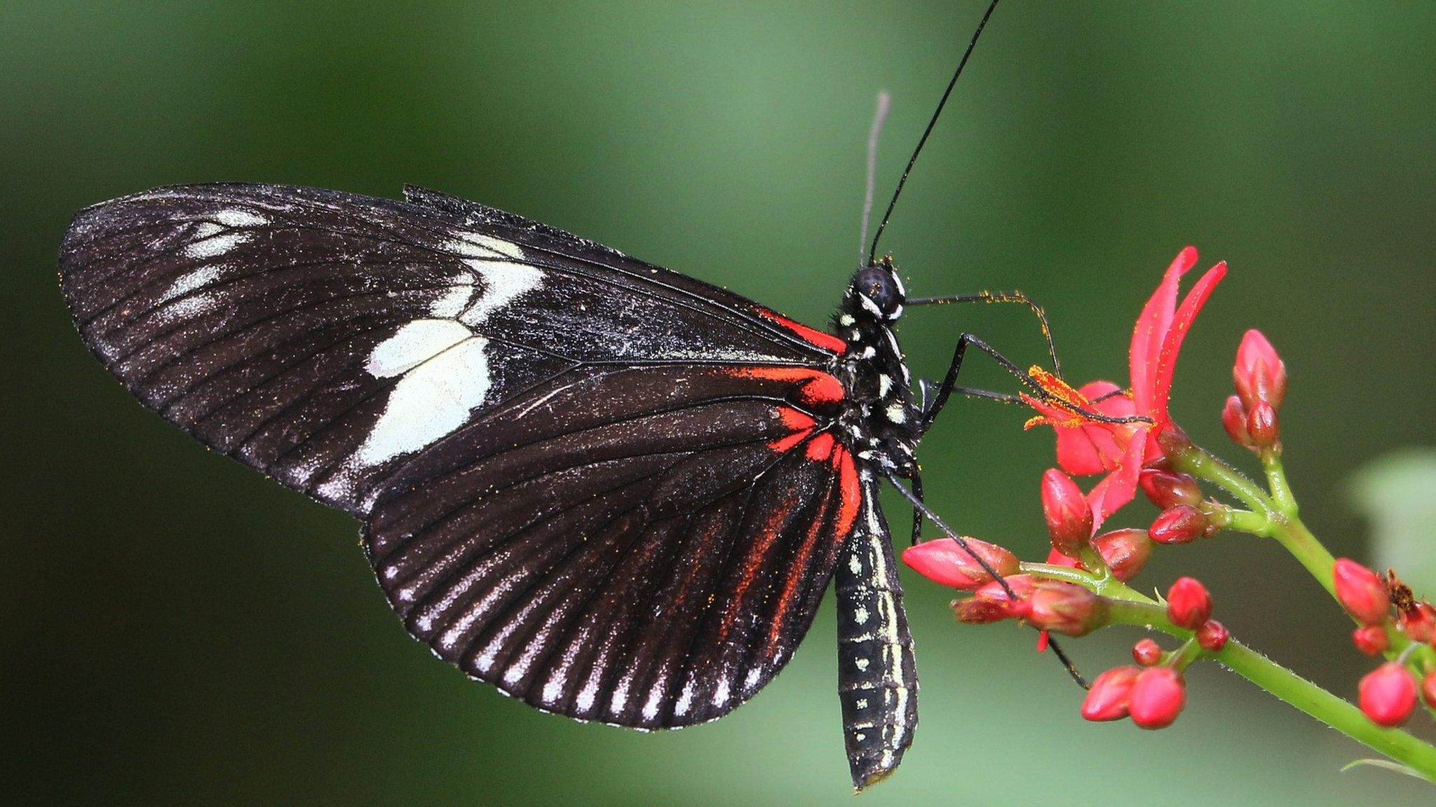 Butterfly with white and red on wings