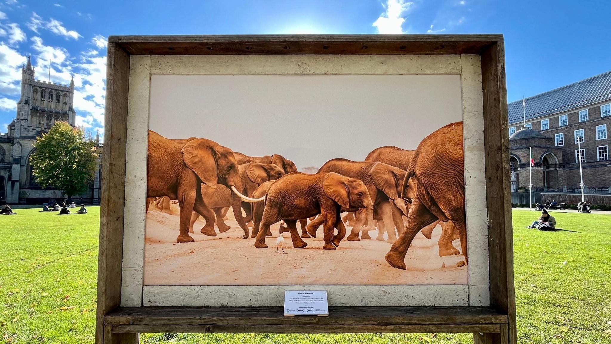 A framed picture advertising the Wildlife Photographer of the Year exhibition is pictured on College Green in Bristol. The city's cathedral and city hall are visible in the background and the picture is of a herd of elephants walking together