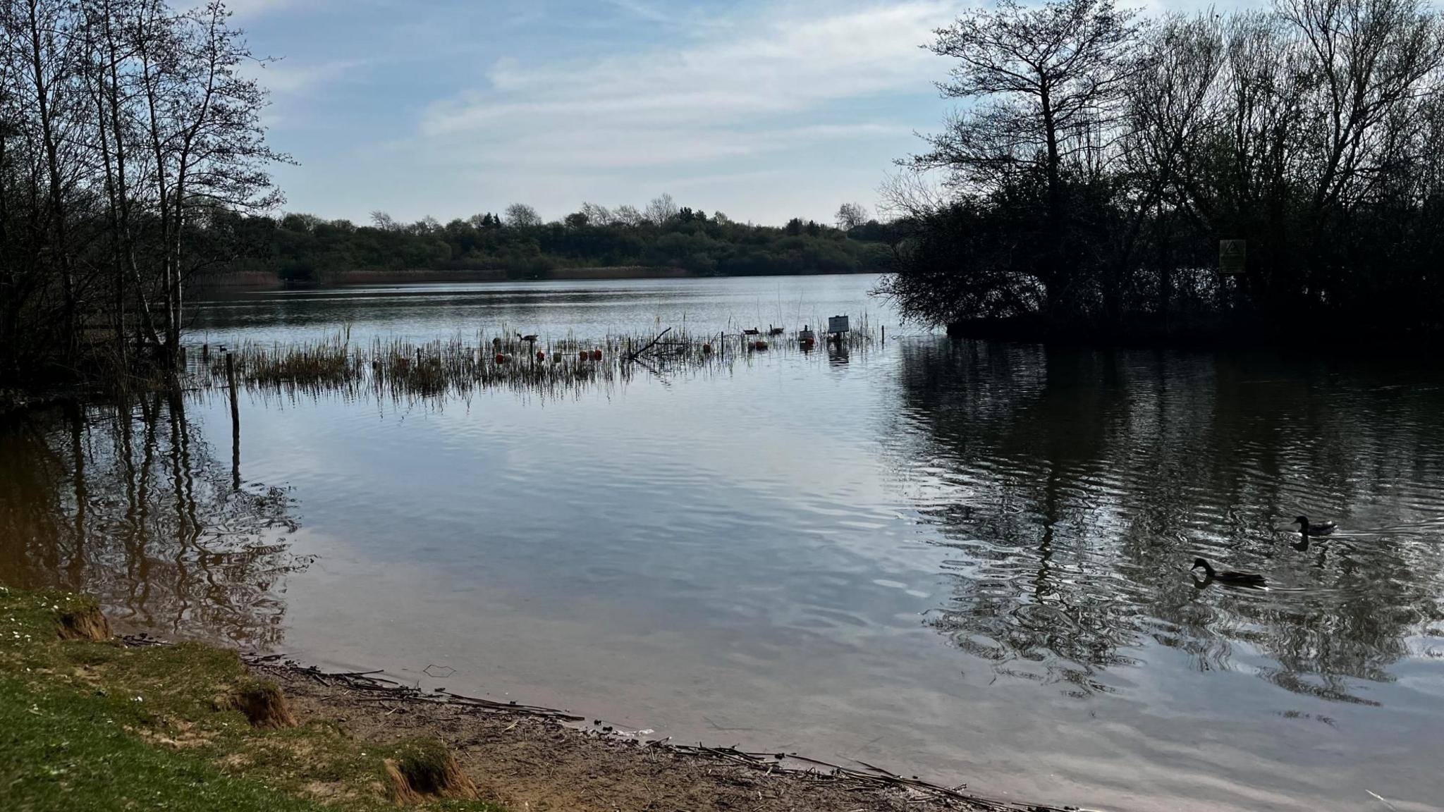 A lake with a row of reeds across the middle. It is surrounded by bare trees in April. In the foreground is a slope into the water.