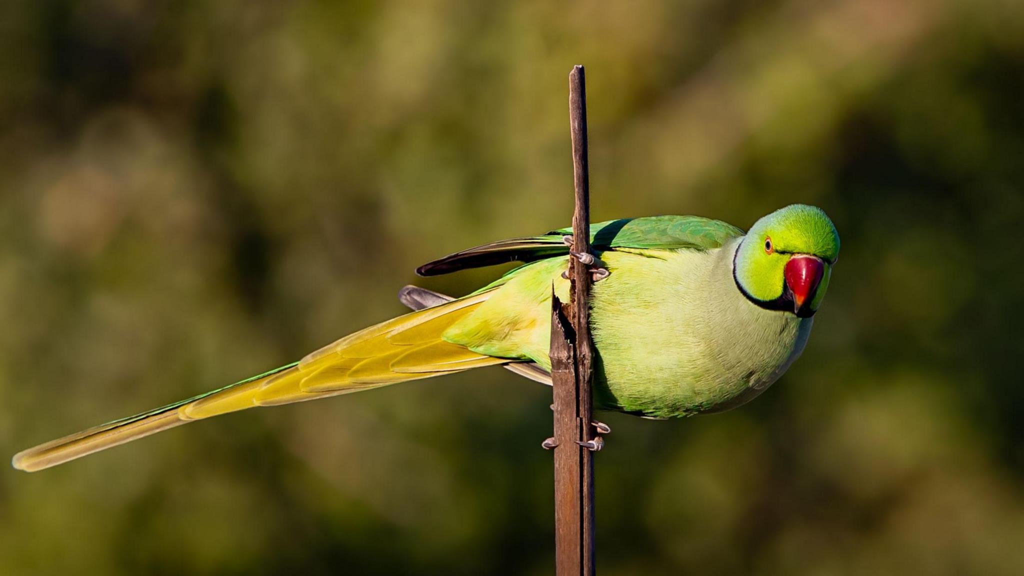 A green and yellow parakeet is photographed gripping the top of a broken brown plant stem