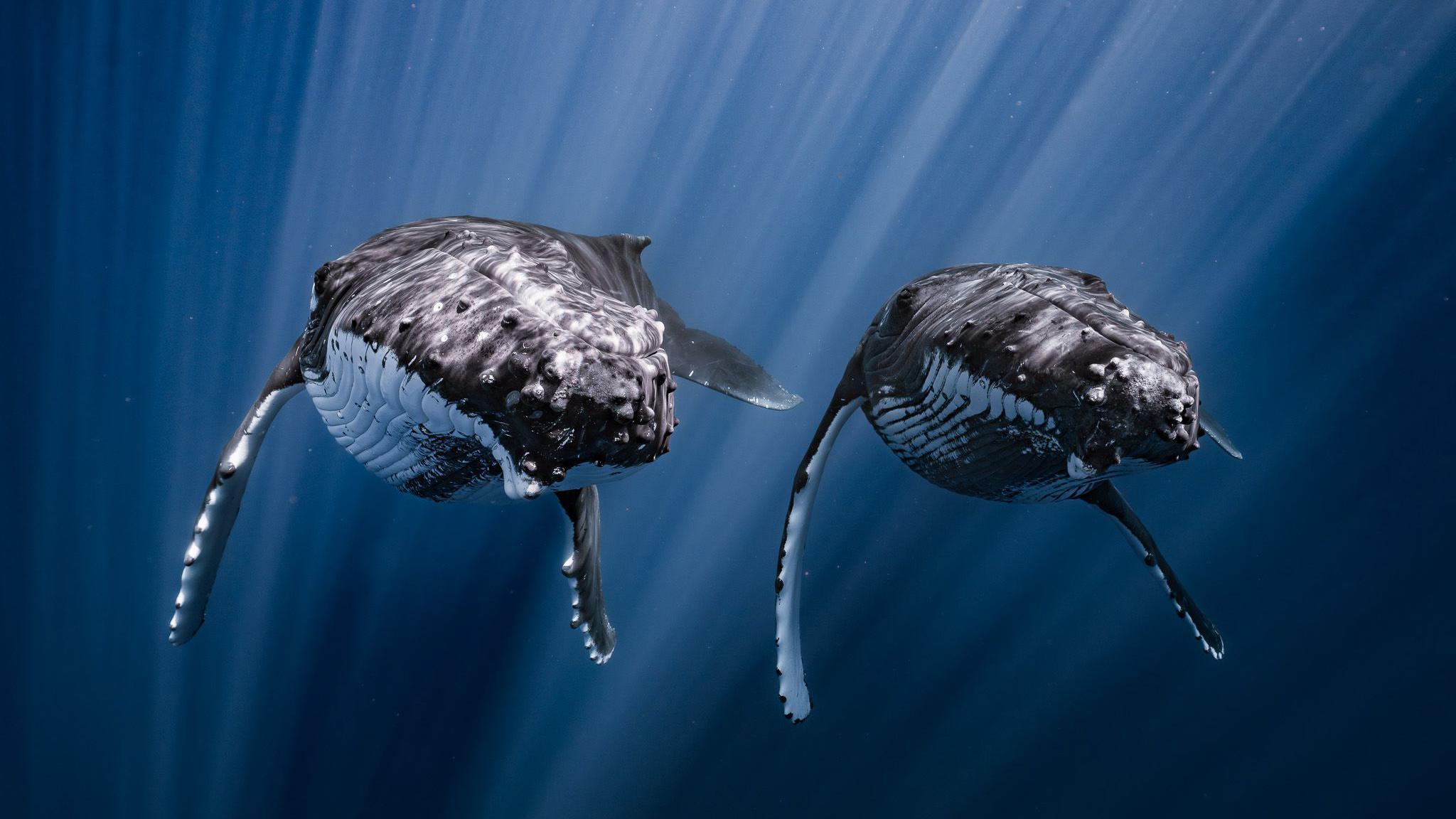 A pair of synchronised humpback whales