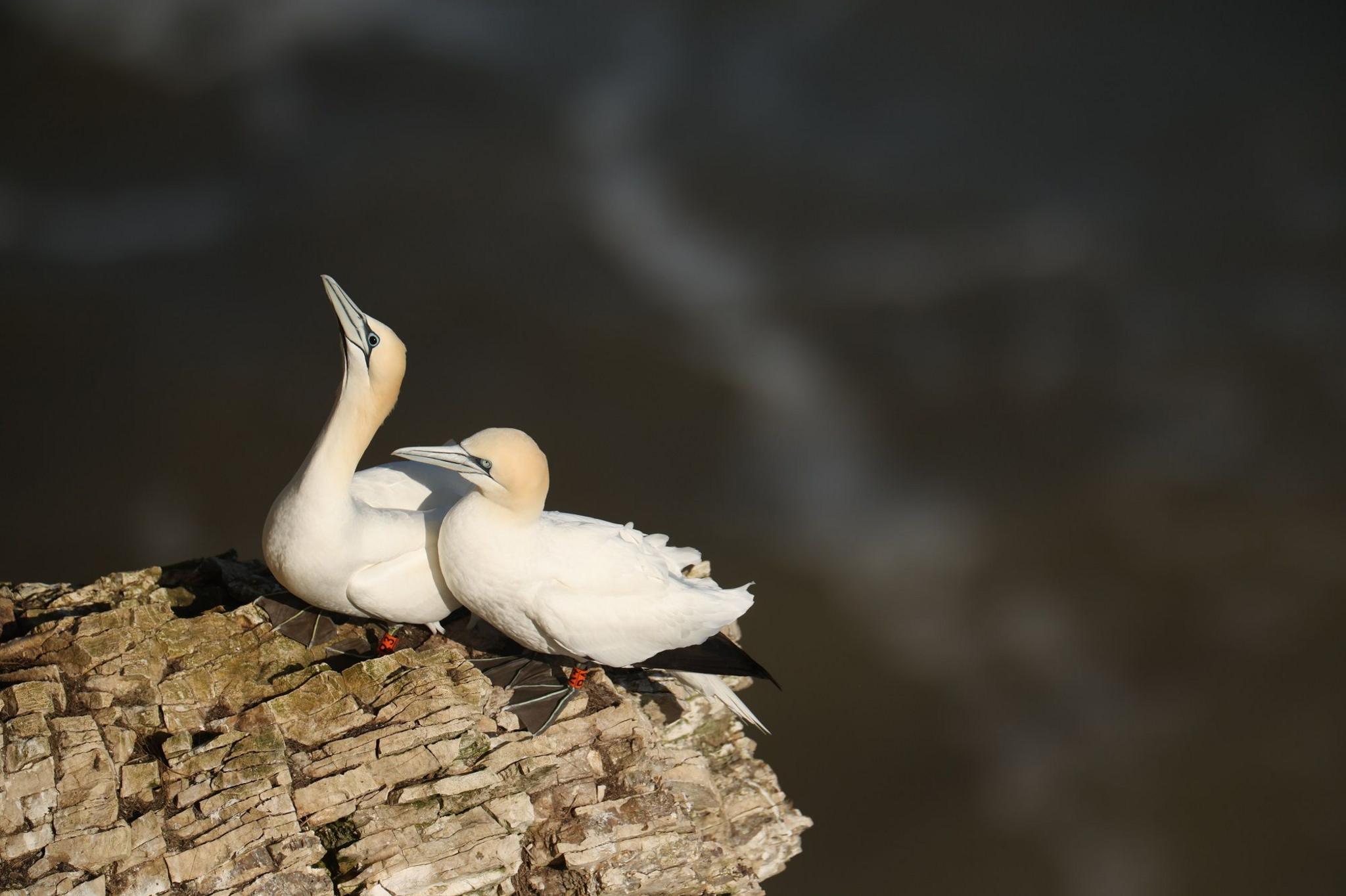 Two gannets, large white water birds with a reddish tint to their heads, grey beaks lined with black, red legs and wide grey webbed feet, stand close together on an outcrop of layered brownish rock. One has its head pointed into the air, the other looks ahead. Dark green water lies out of focus in the background.