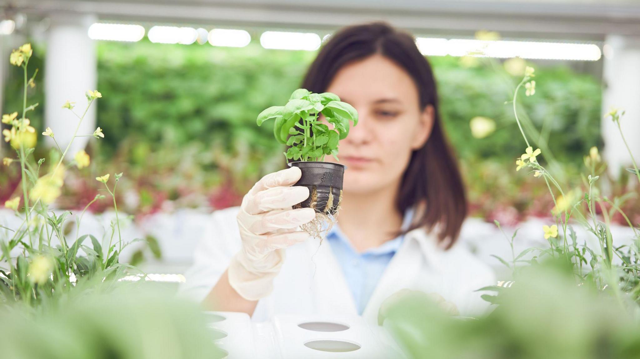 A scientist holding a plant with green leaves in a lab.