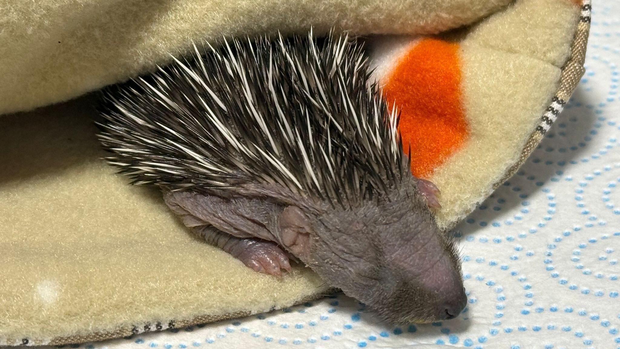 A baby hedgehog is wrapped up in a blanket
