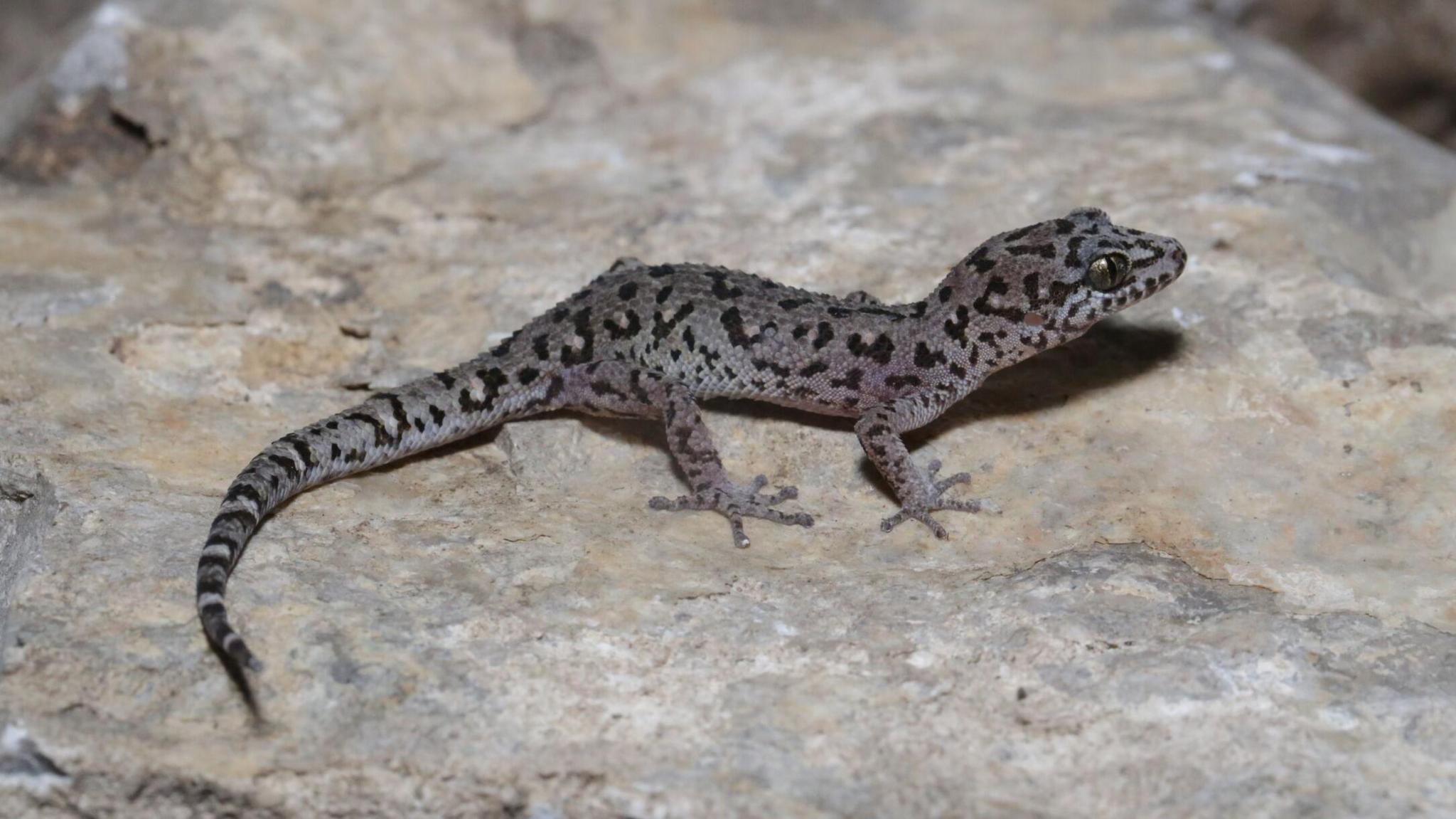A gecko on a rock with leopard-like spots