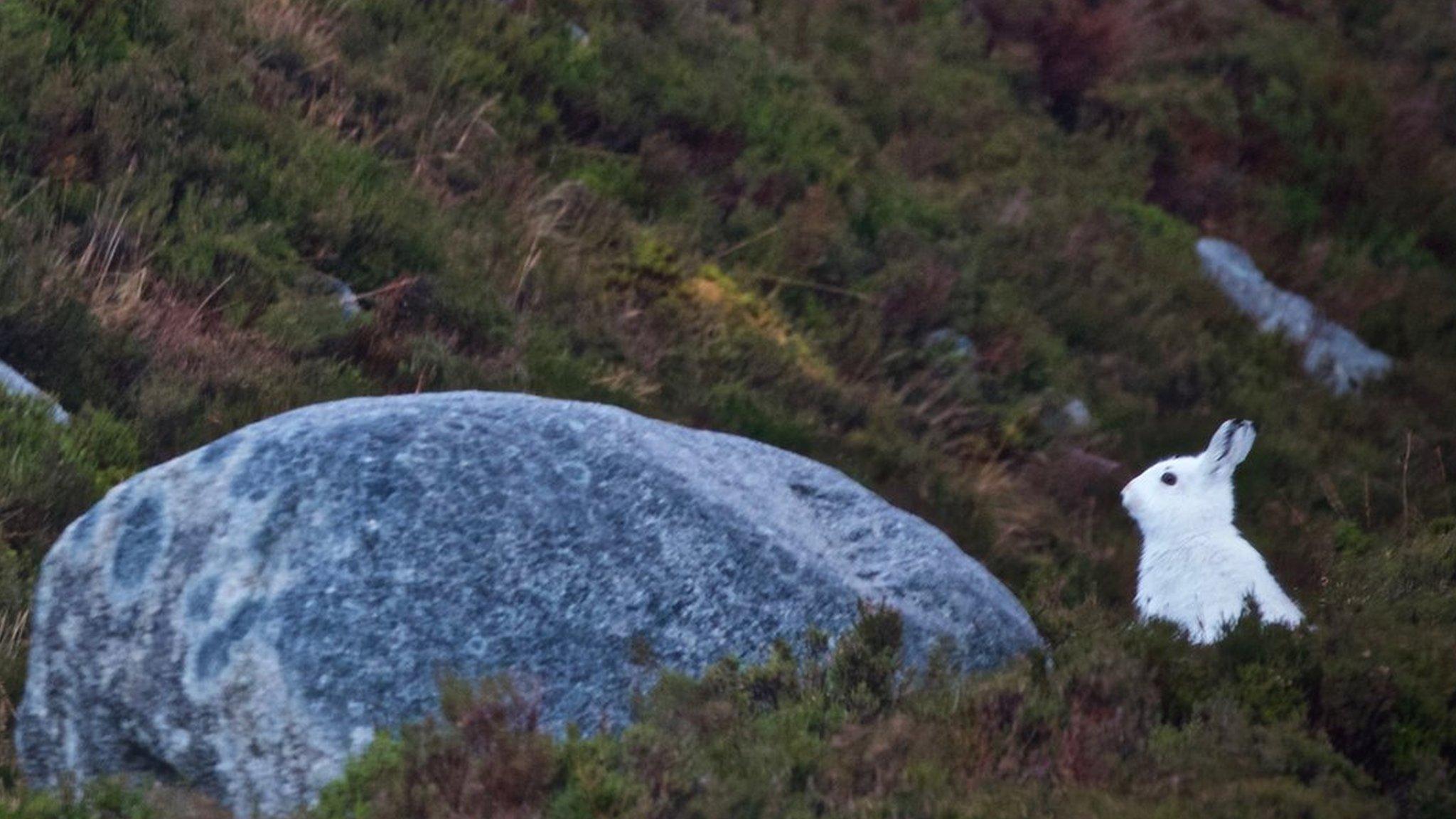 Mountain hare in Southern Cairngorms