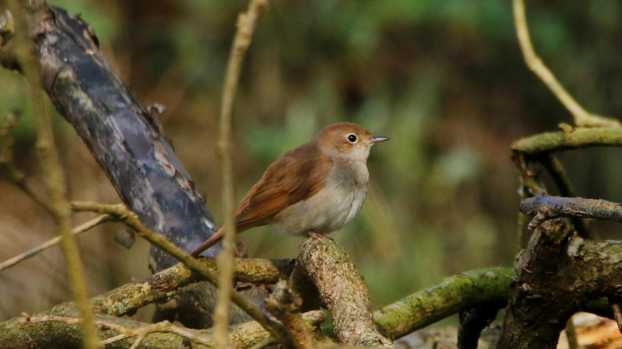 A nightingale is perched on a branch, surrounded by varying shades of branches covered in moss. The nightingale is small, round and fluffy, with a beige chest and russet brown coat.