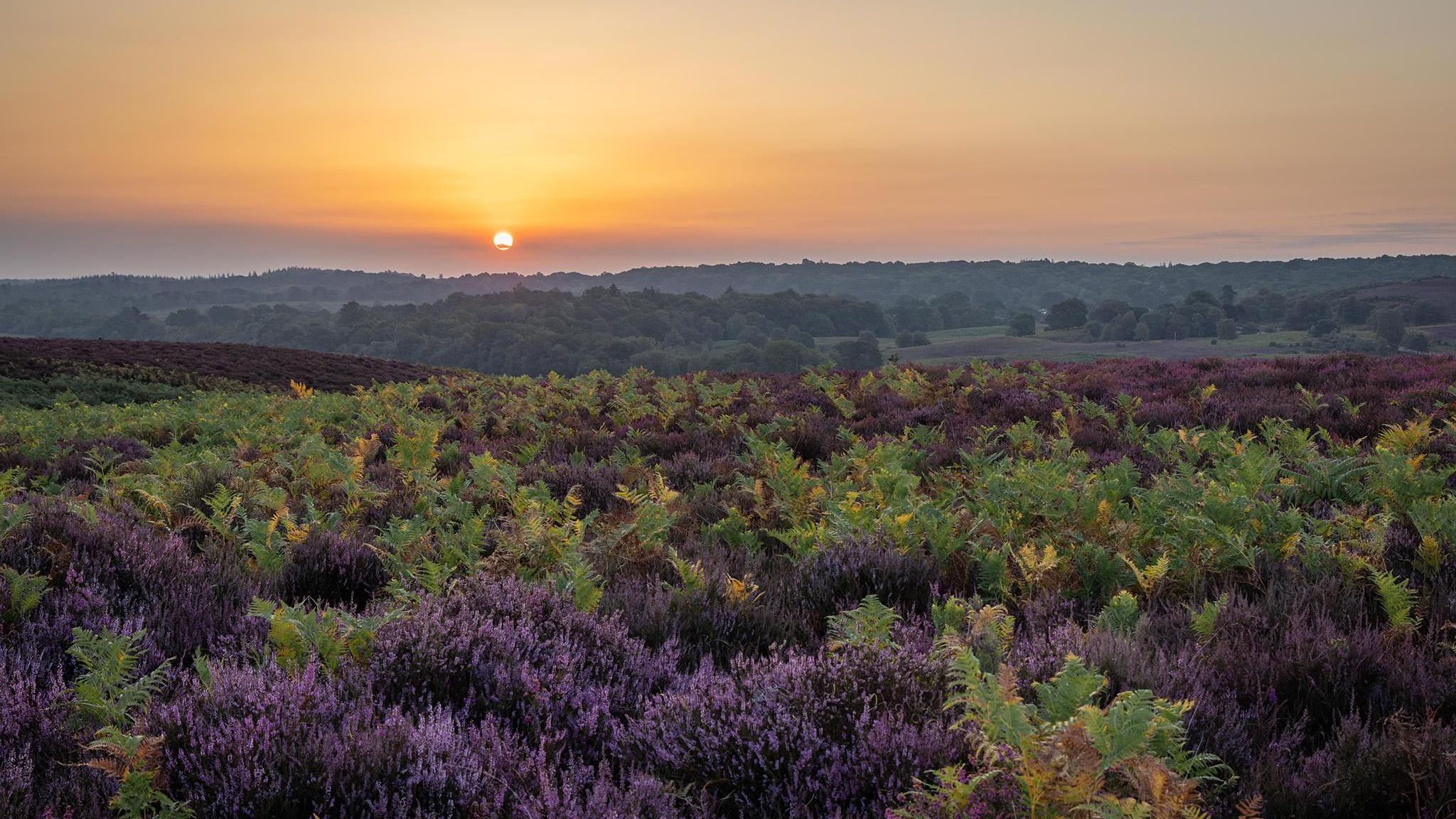 The sun glows orange low in the sky. On the horizon you can see a row of trees. In the foreground there are ferns and heather plants in a mixture of purple and green colours.