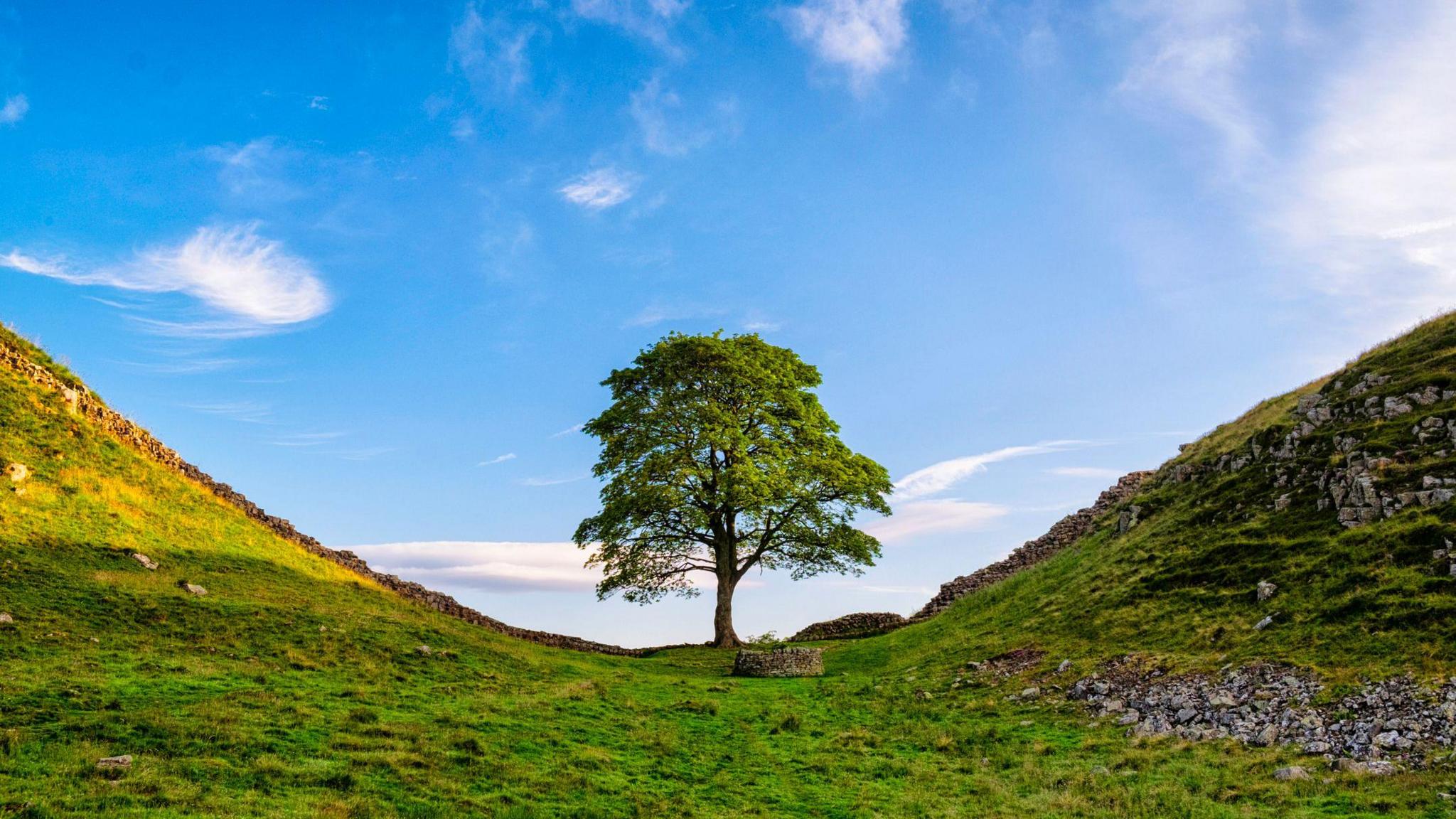 A picture taken of the Sycamore Gap tree in the gap between hills, in front of Hadrian's Wall.