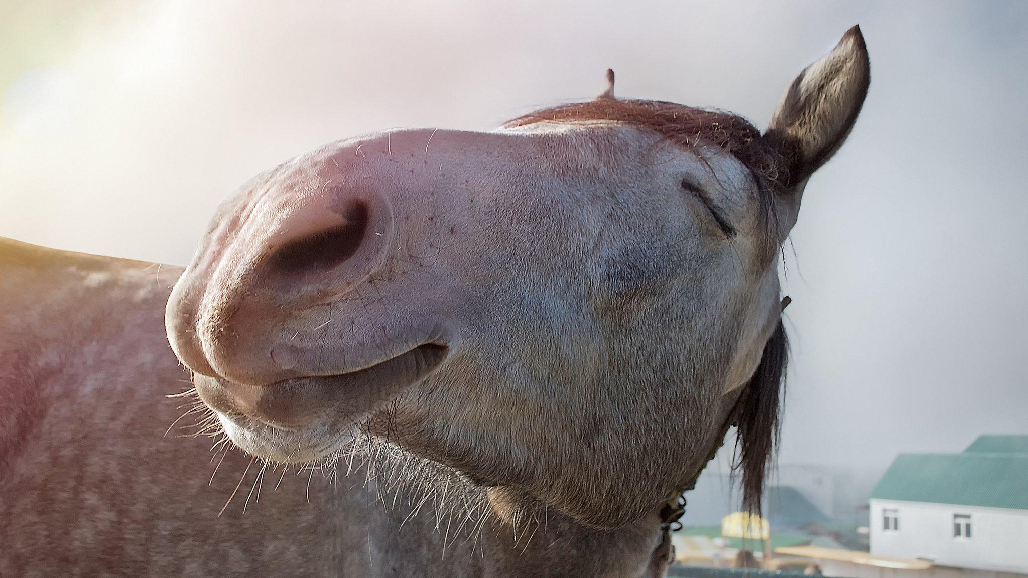 A smiling donkey