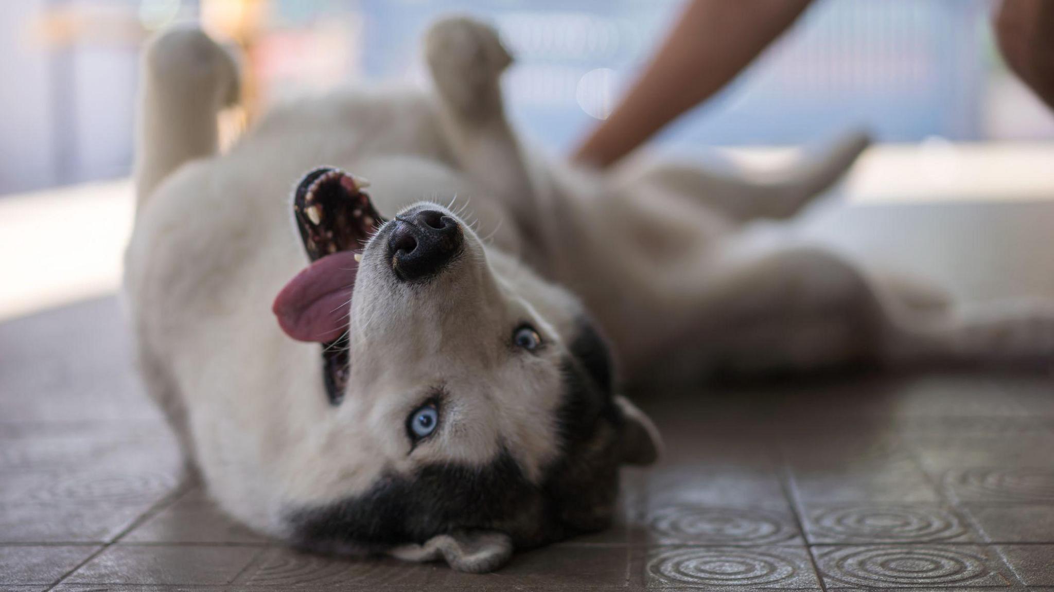 Husky dog lies on the floor upside down with its tongue falling out. 