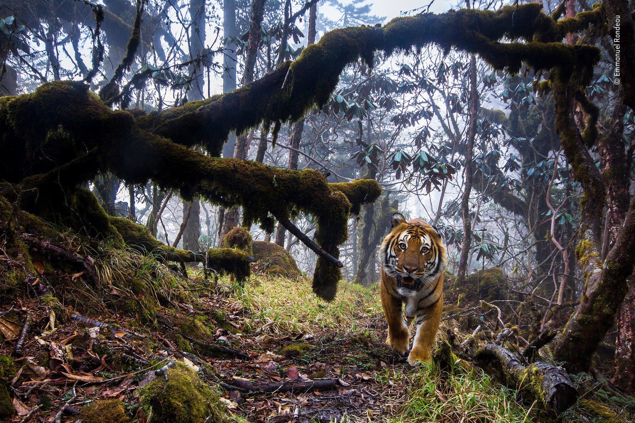 Tiger in a forest