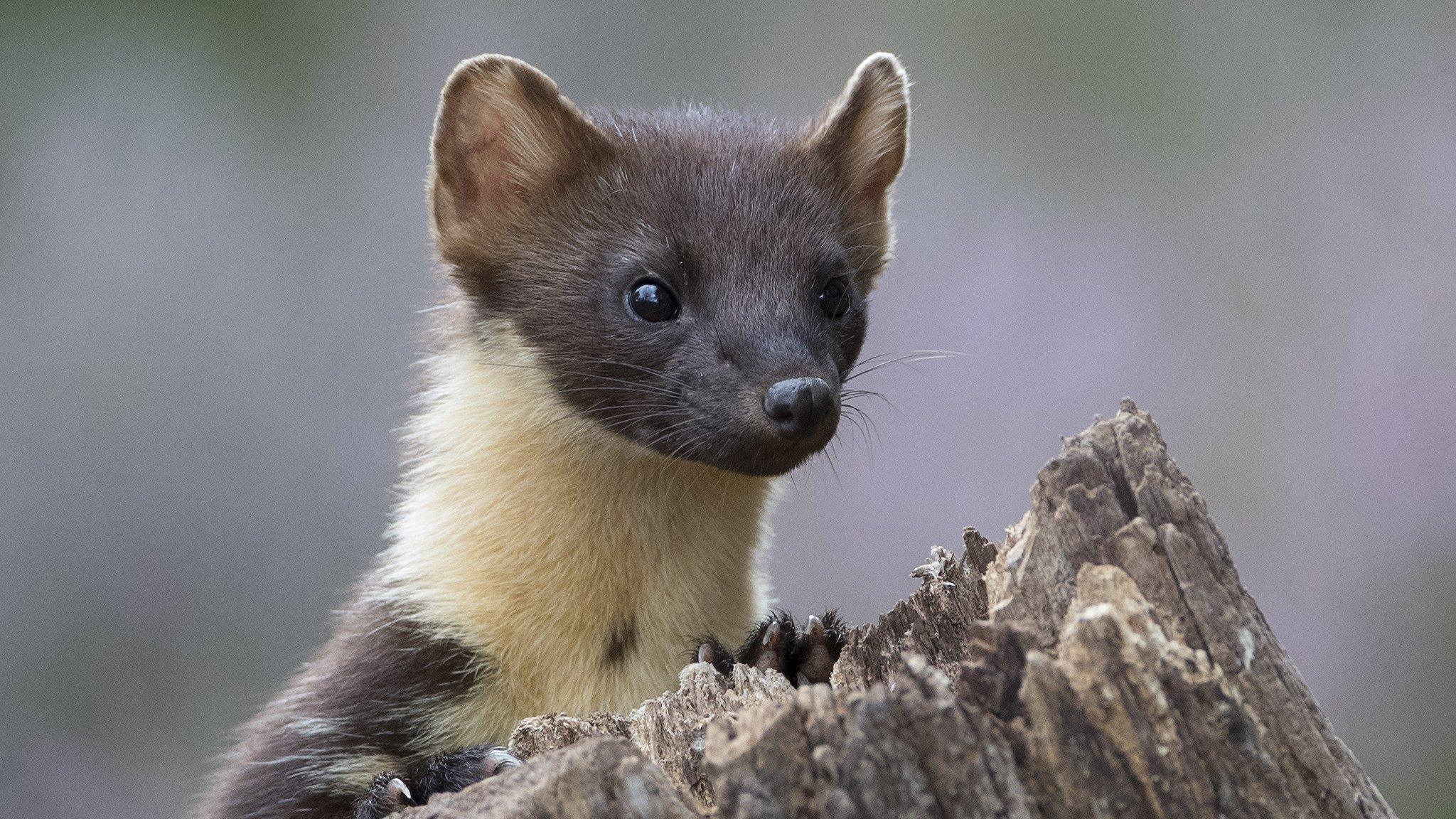 Pine marten on log