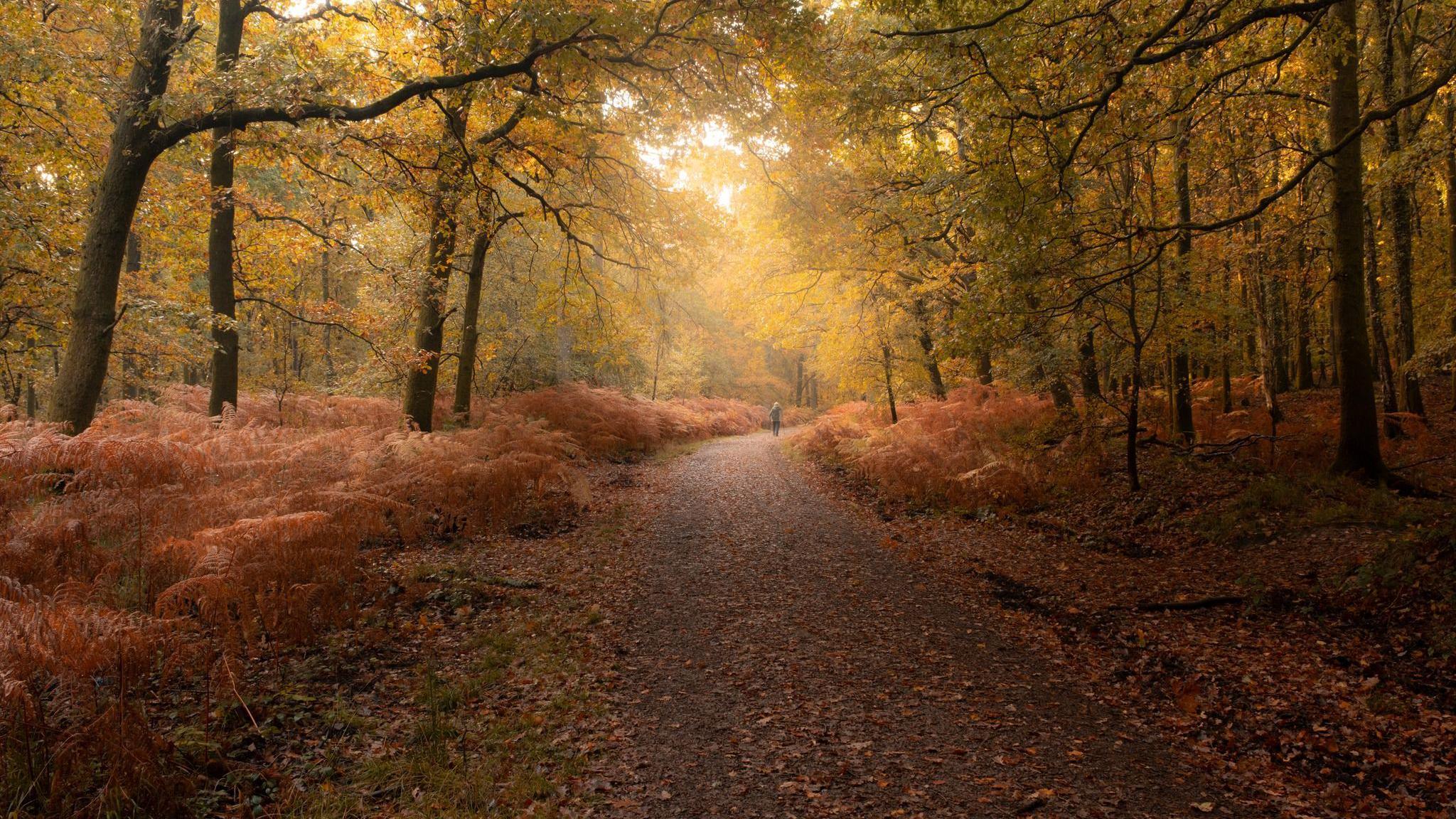 A canopy of yellow-leaved trees shroud a dimly-lit pathway through the forest. Either side of the path, red ferns curl over the hundreds of red and brown leaves littering the ground. Light filters through the canopy to illuminate a distant figure walking on the path.