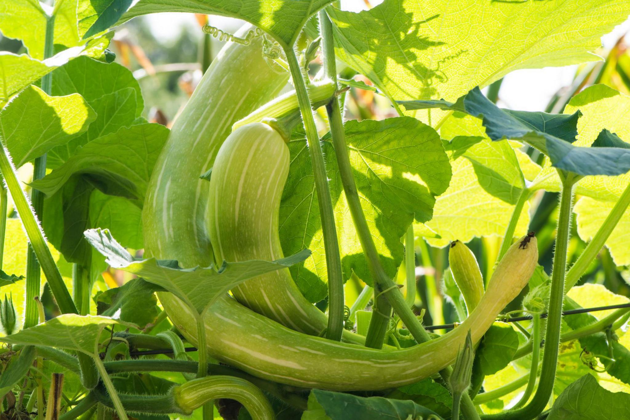 A big tromboncino which is green and curved.
