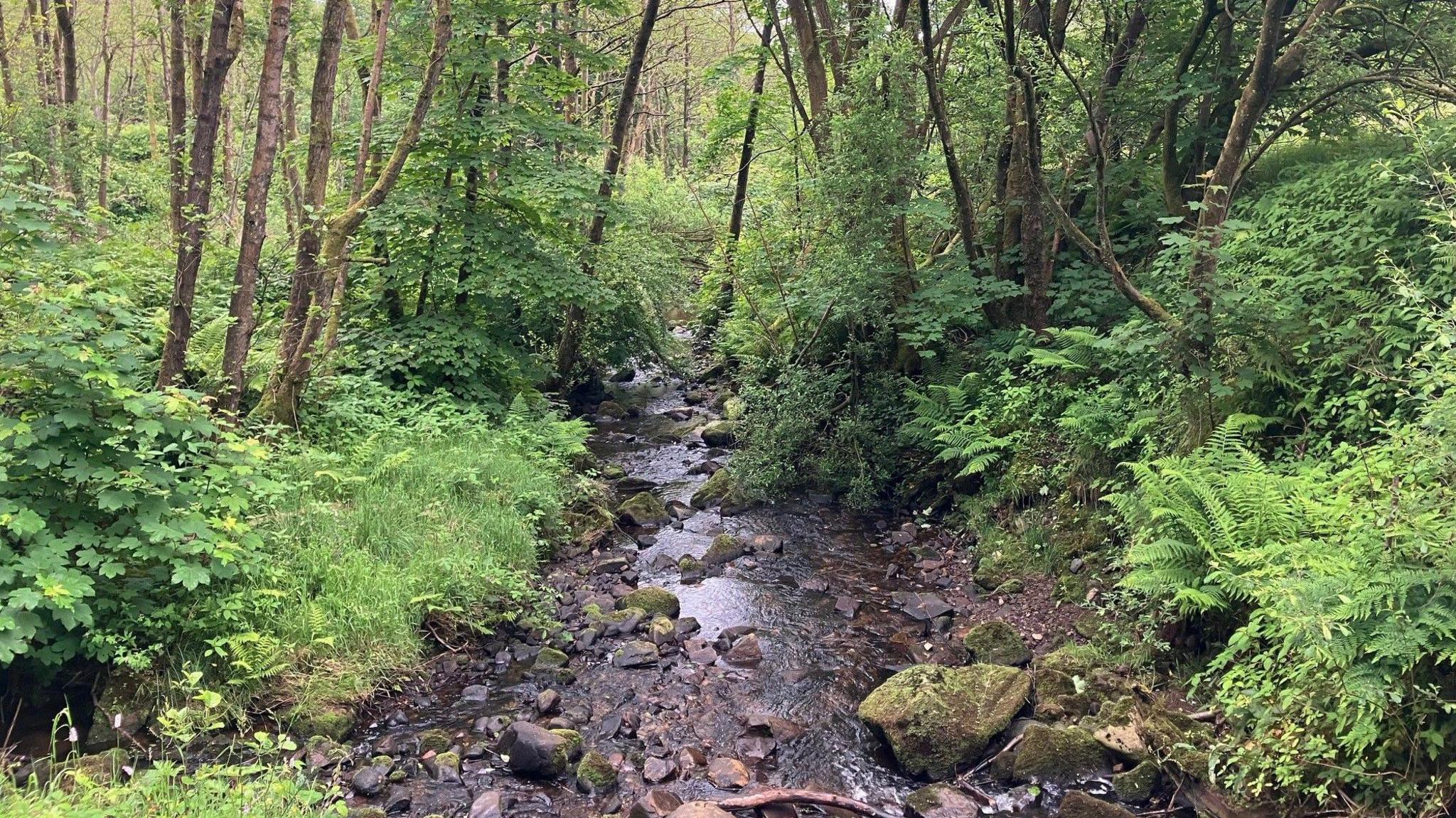 Picture of a stream on the Smithills Estate