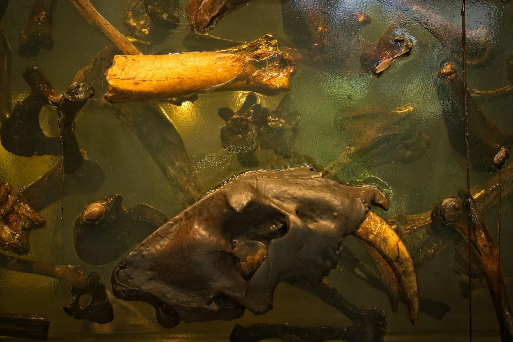 Prehistoric bones and the skull of saber-tooth cat, Smilodon fatalis, in a block of resin at the La Brea Tar Pits centre