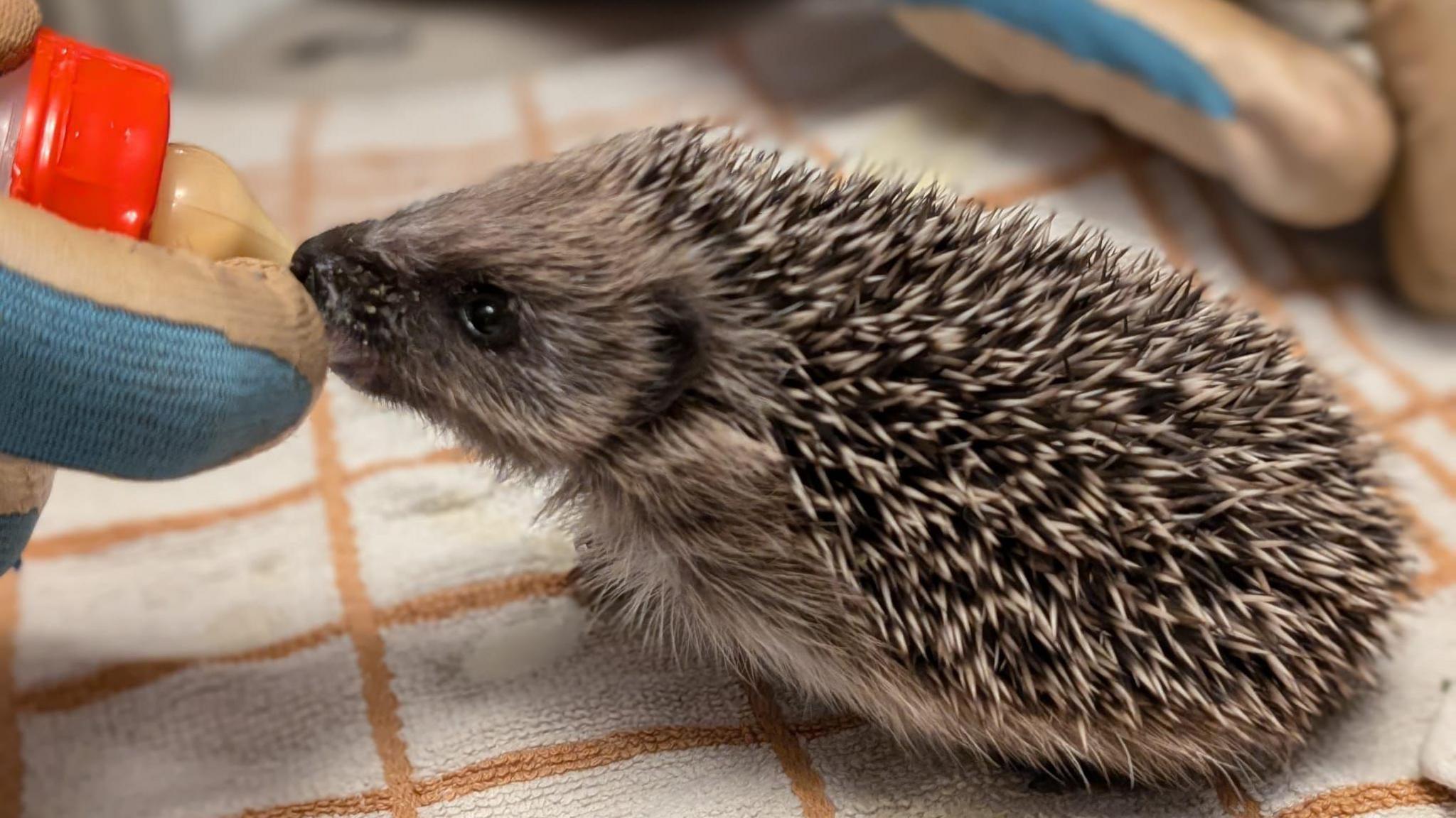 A baby hedgehog being bottle fed, You can see the tip of the bottle and part of the carer's hand as well as the side profile of the animal.