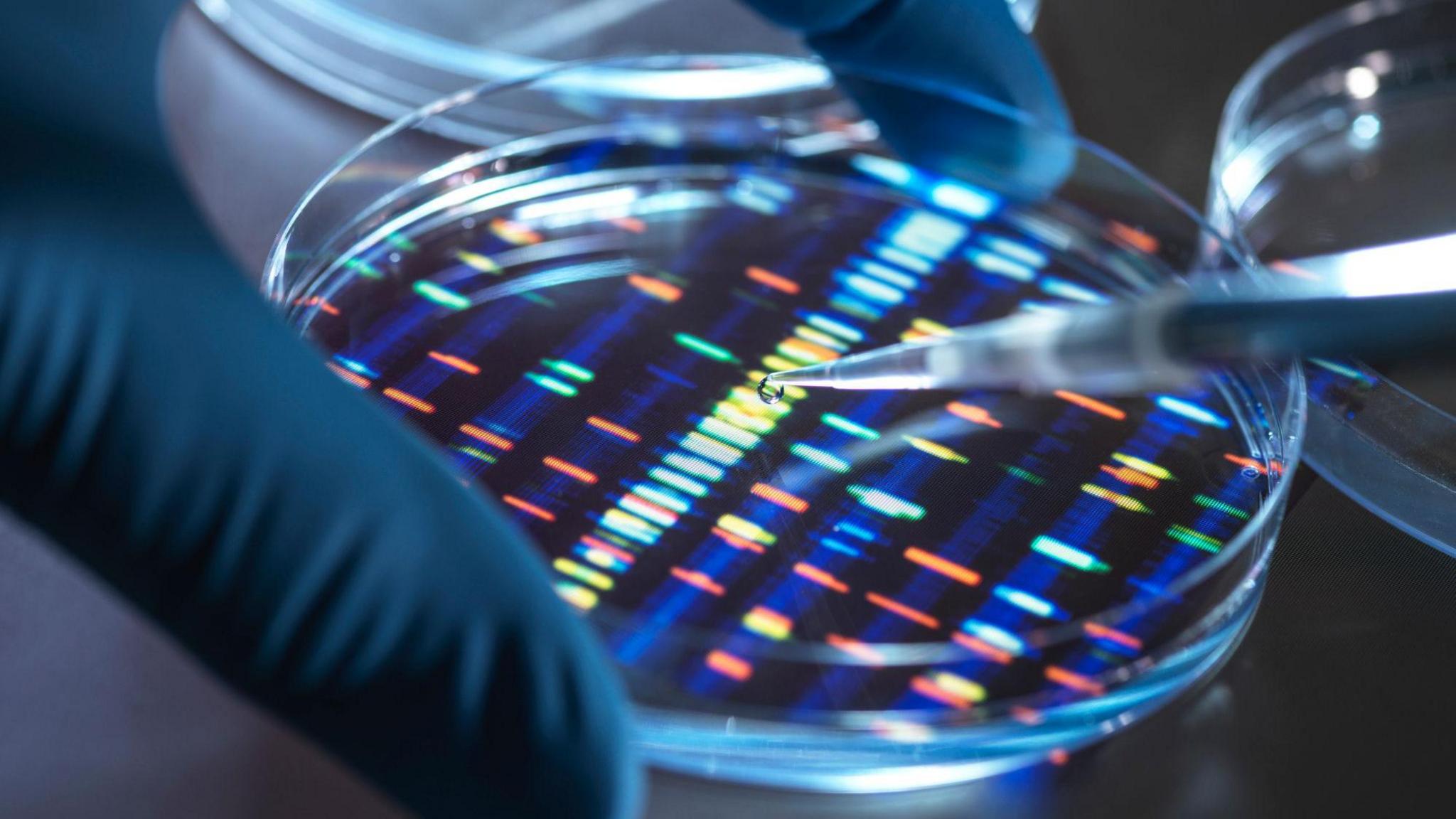 Scientist pipetting sample into tray for DNA testing in laboratory. The scientist is wearing blue rubber gloves. The tray has little multi-coloured lines in it.