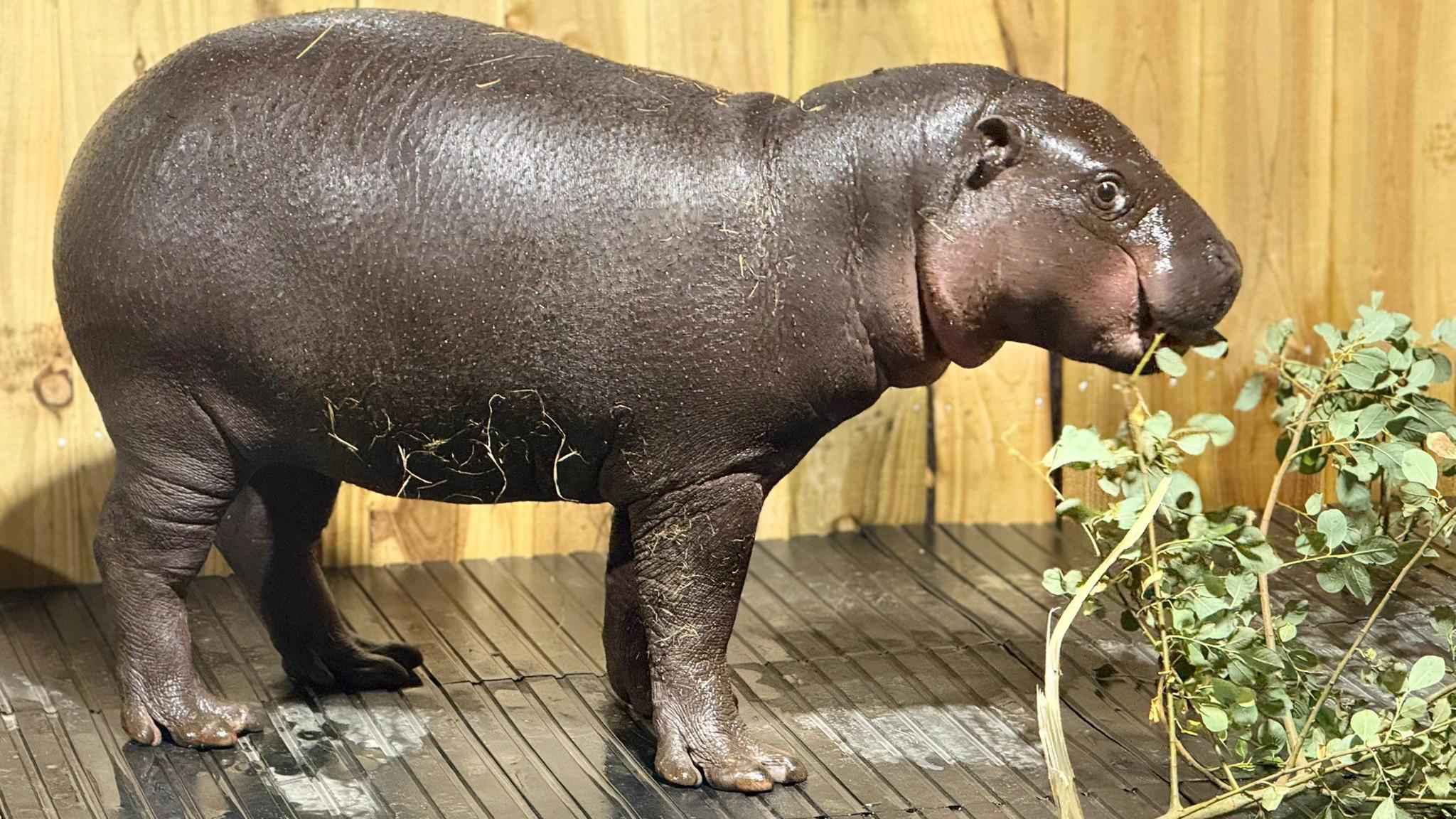 The side profile of a pygmy hippo. It is eating some plants.