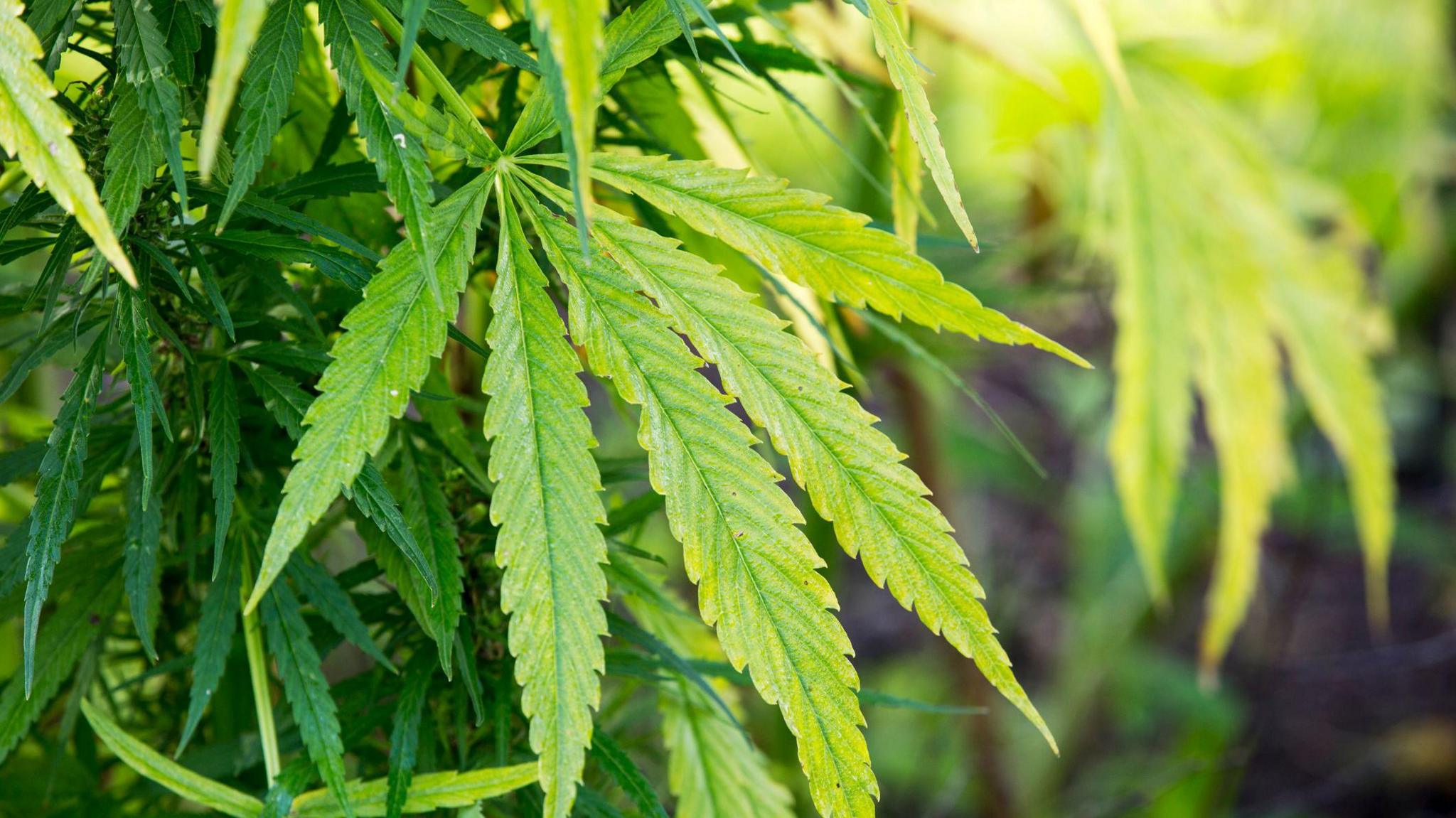 Close up of a cannabis plant with long spiky green leaves