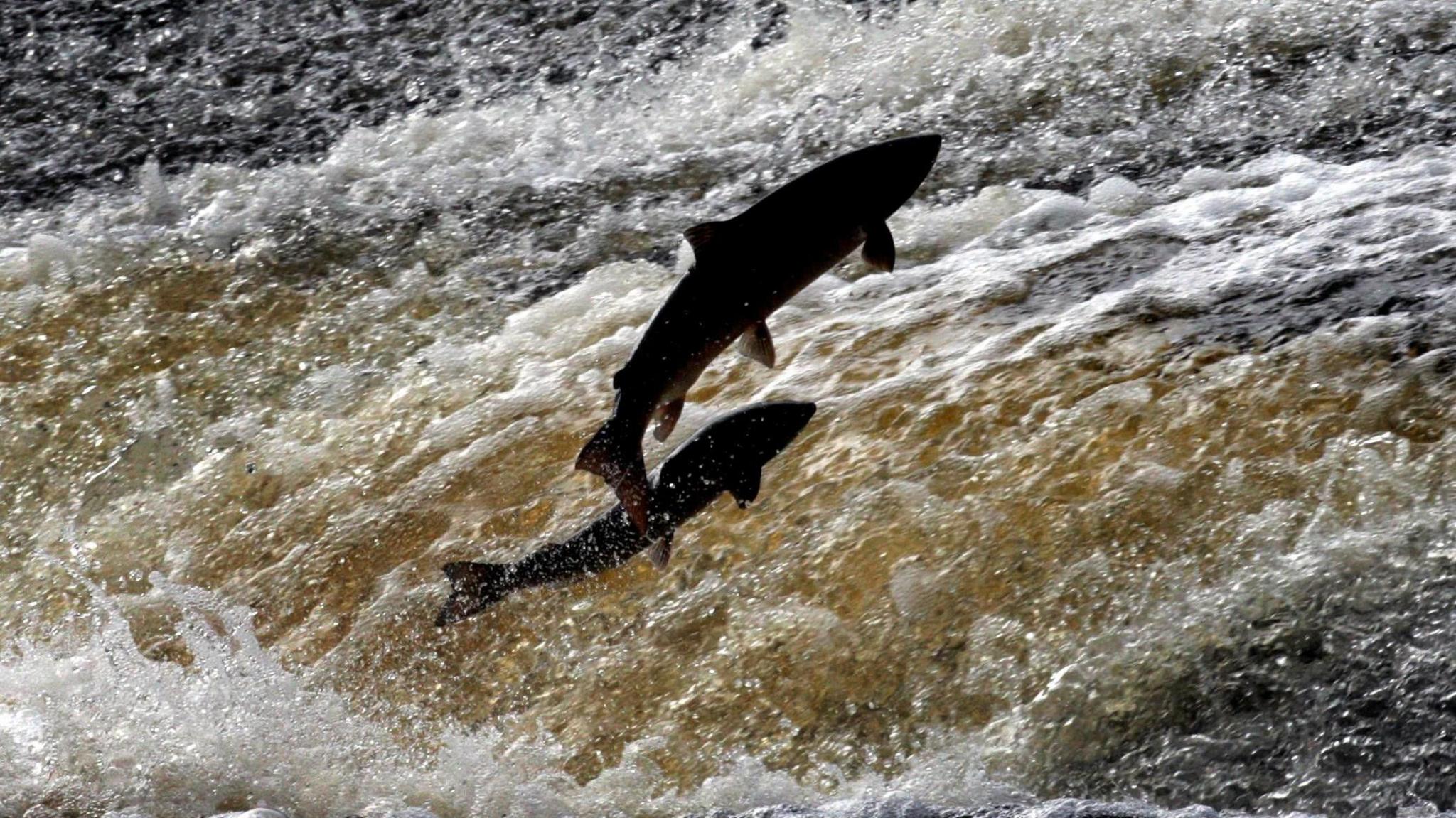 Atlantic Salmon and Sea Trout try to make their way up stream by jumping