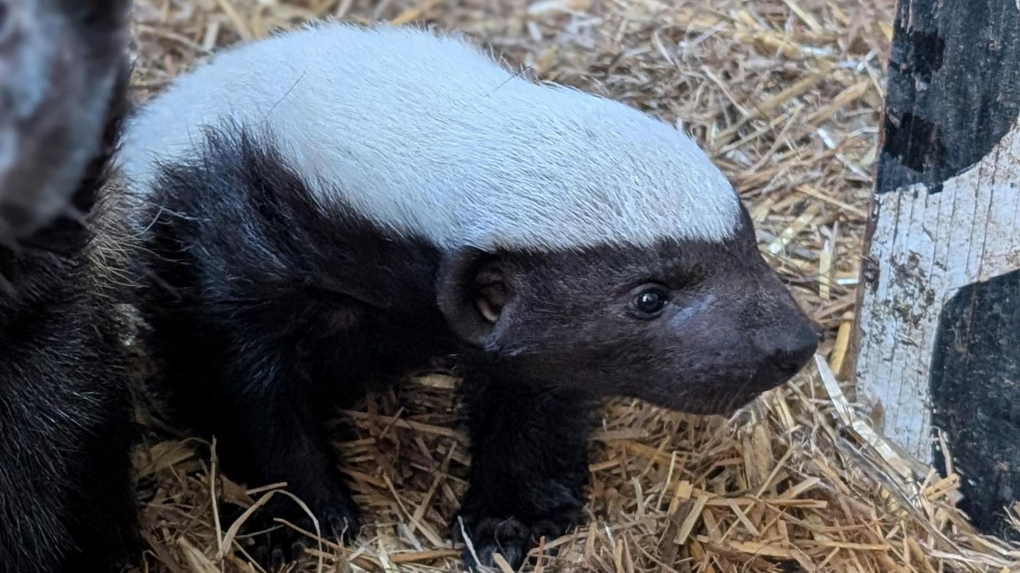 The baby honey badger, seen from above, in straw. It has a black face and its white fur reaches a peak at its forehead.