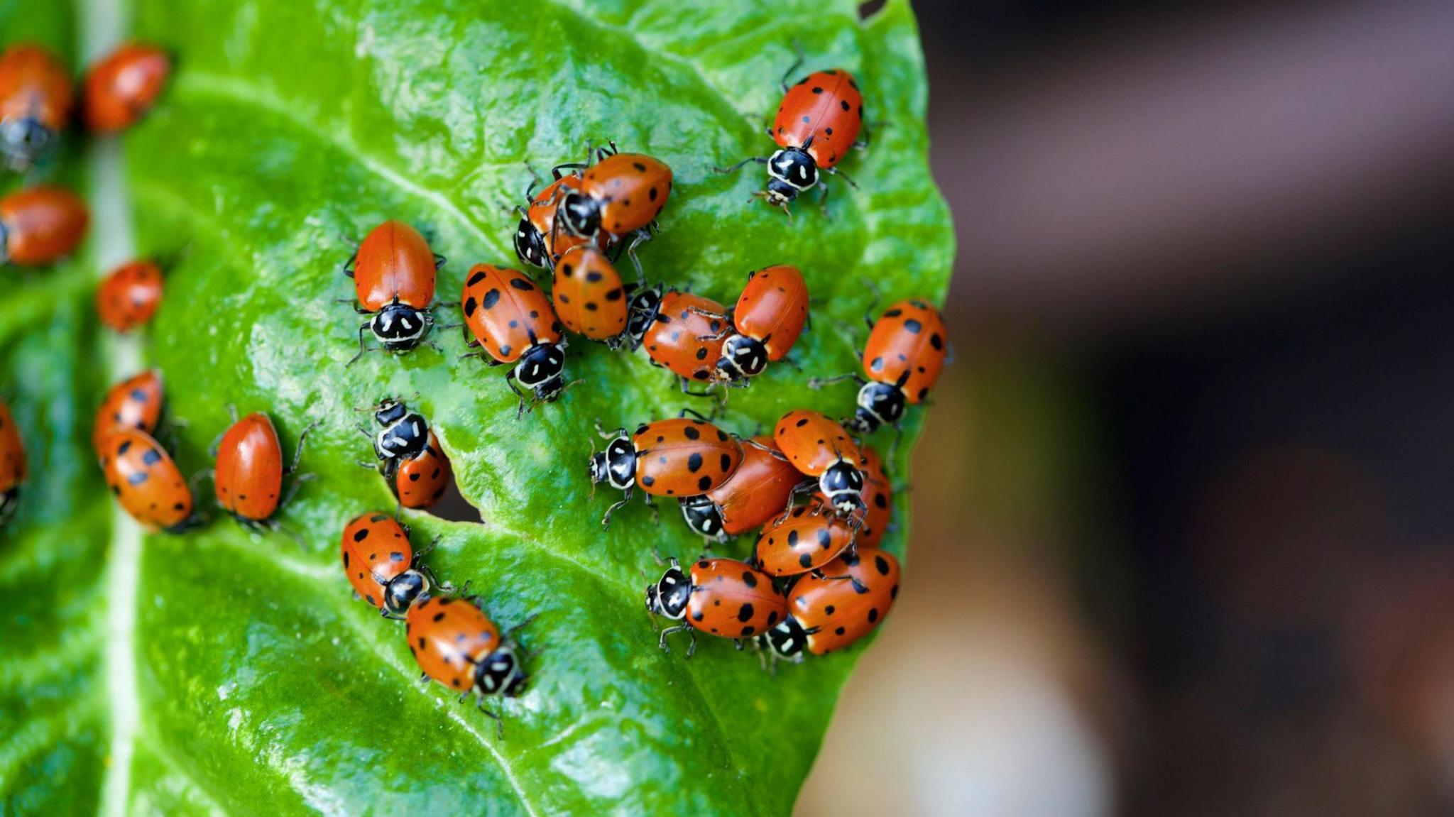 A group of red ladybirds with black spots sitting on a green leaf