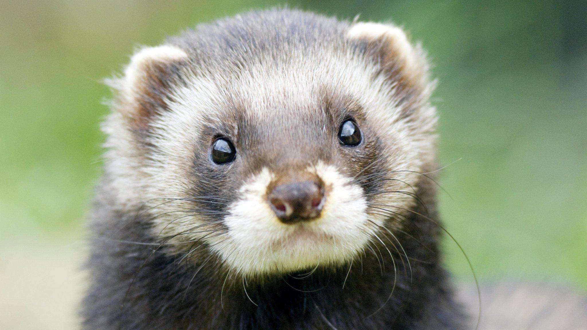 Polecat