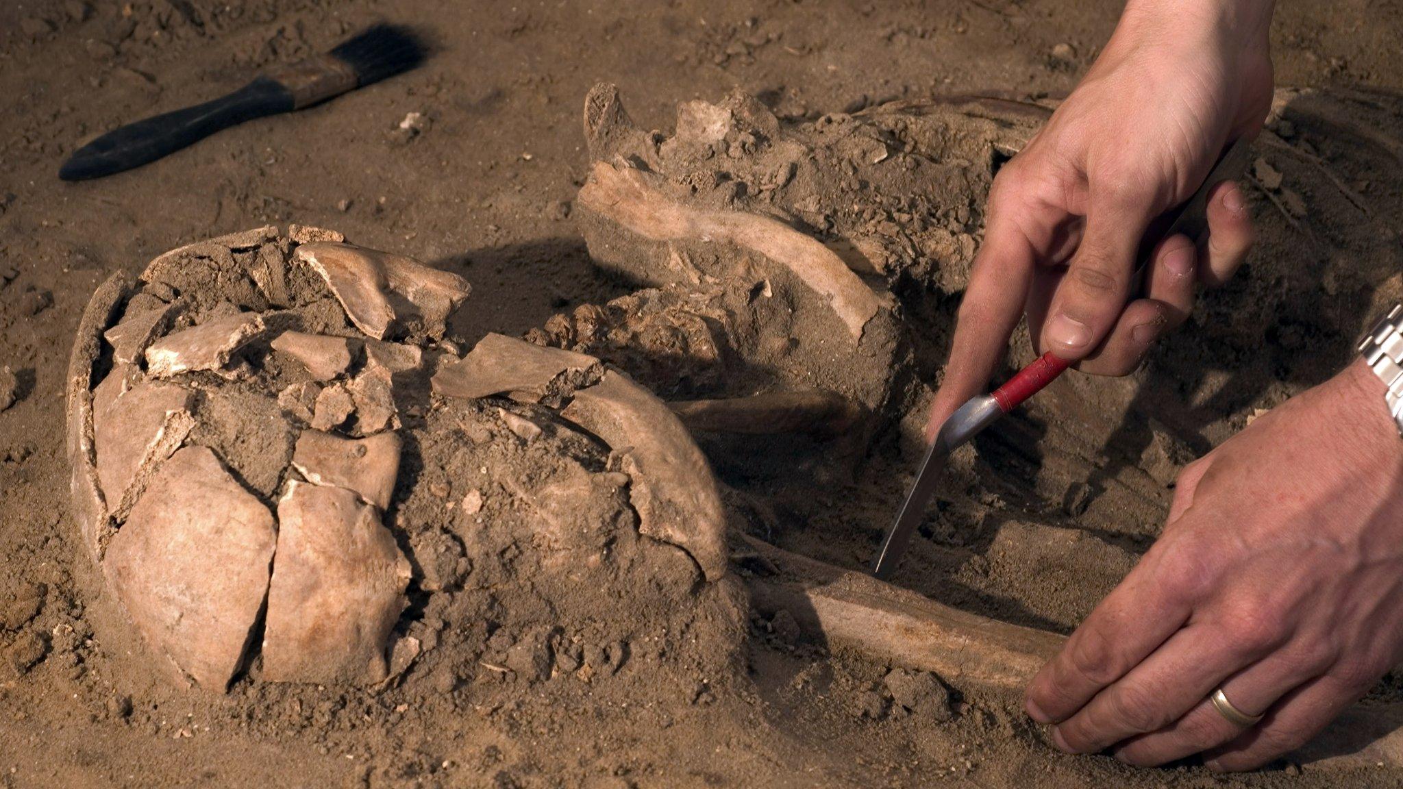 Human skeleton being excavated