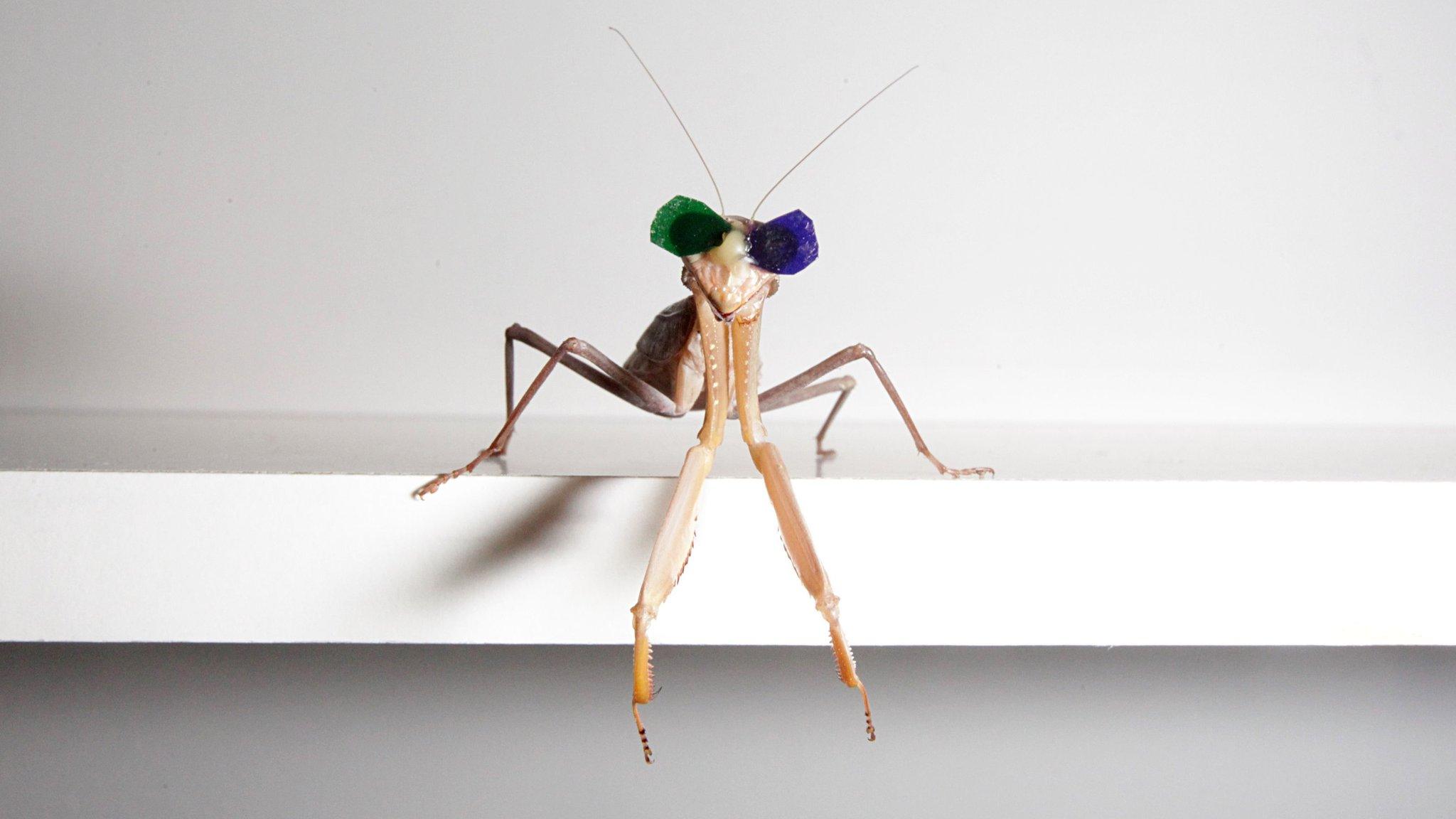 Praying mantis