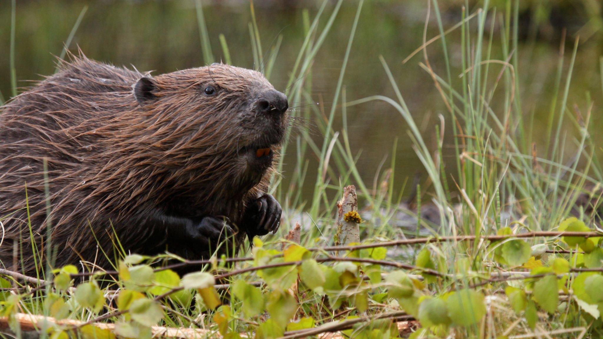 European Beaver