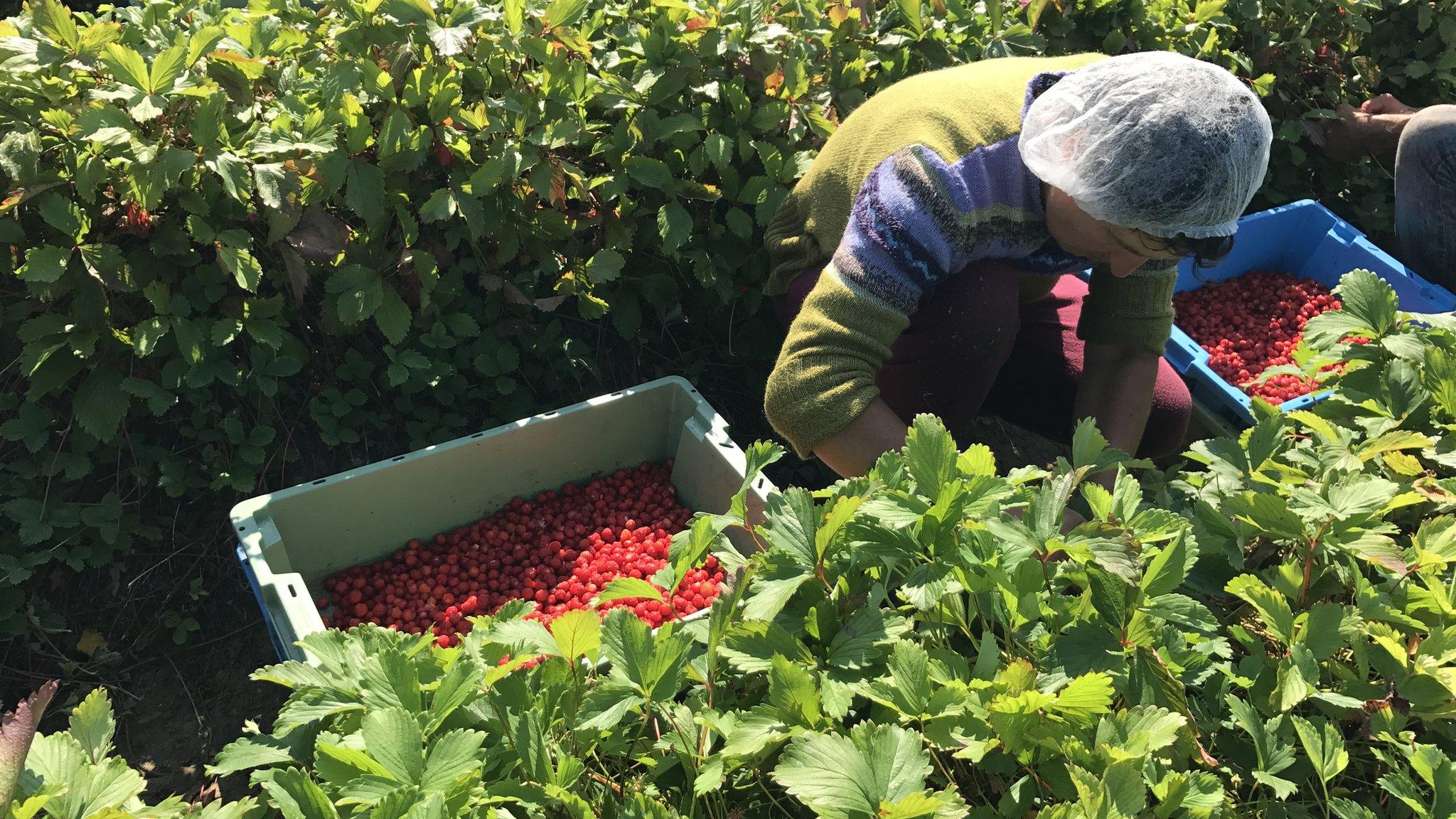 A fruit picker bending over