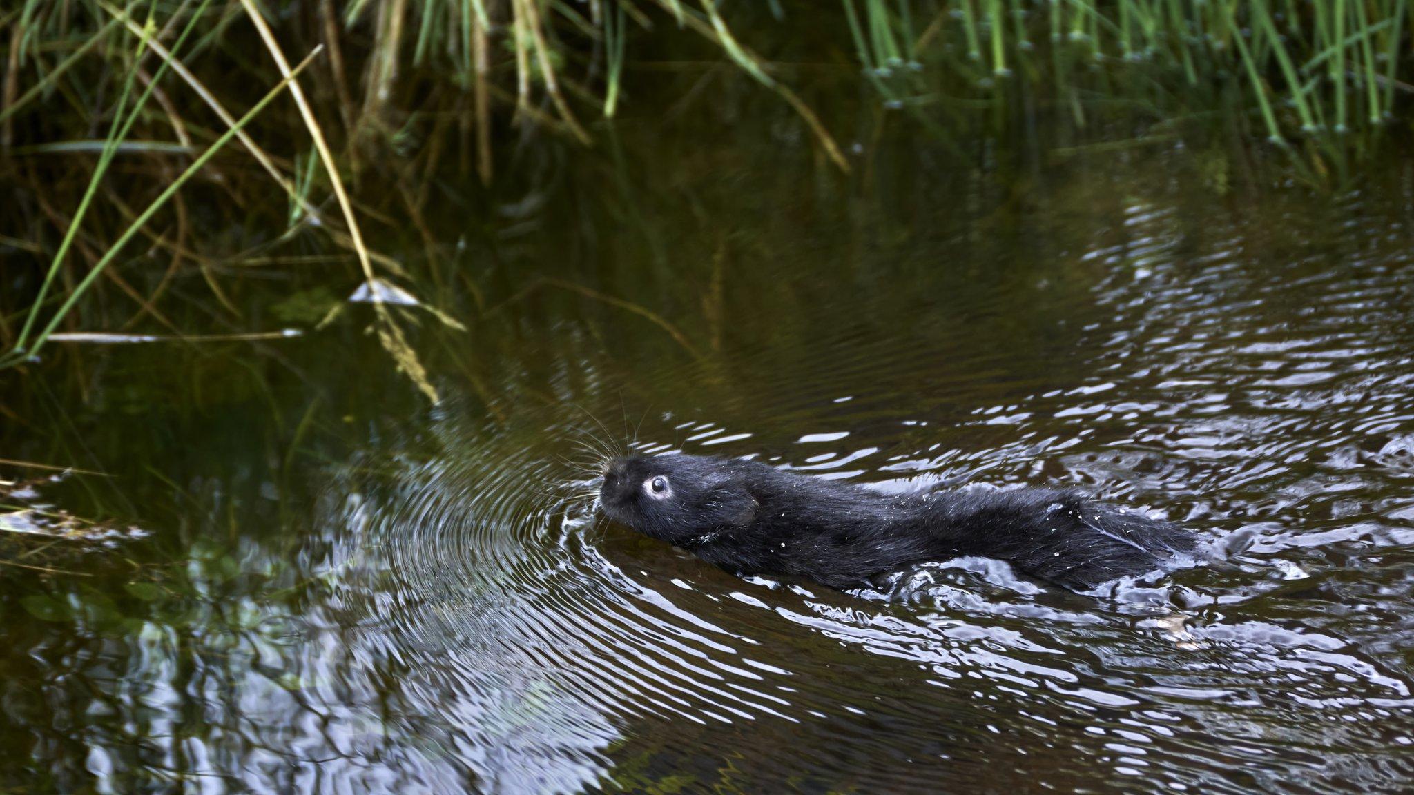 water vole