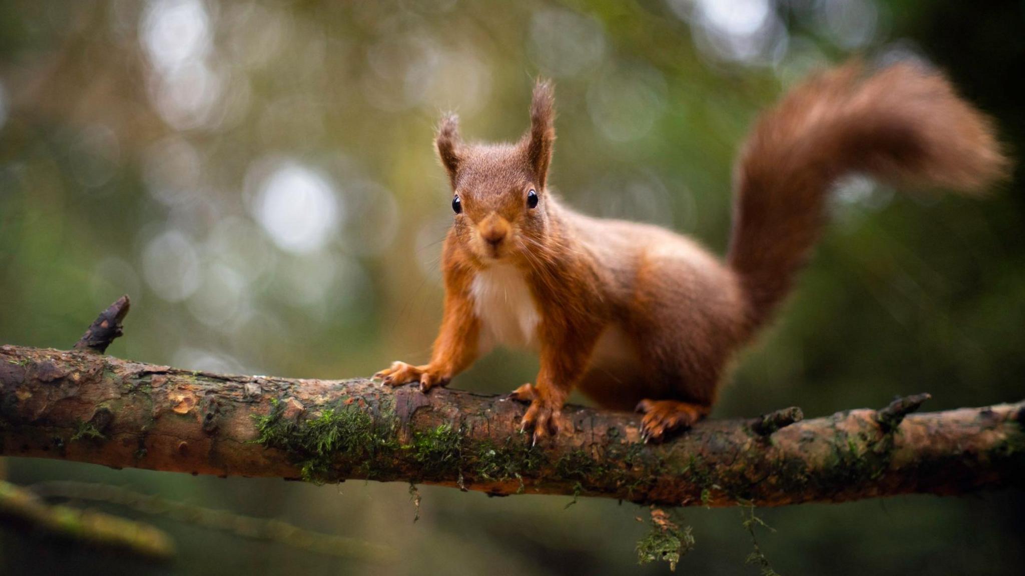 red squirrel on a branch