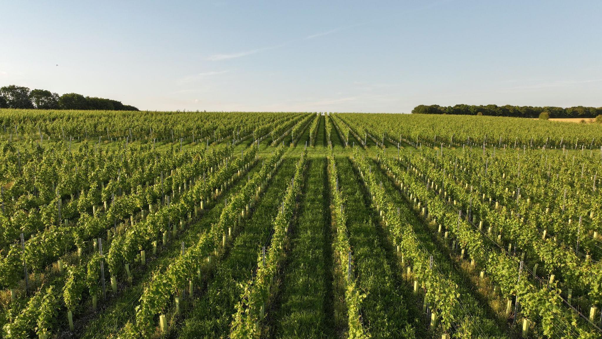 Lines of green vines looking up the hill on to The Ridgeway on the Berkshire Downs. There are blue skies and crops in the distance.