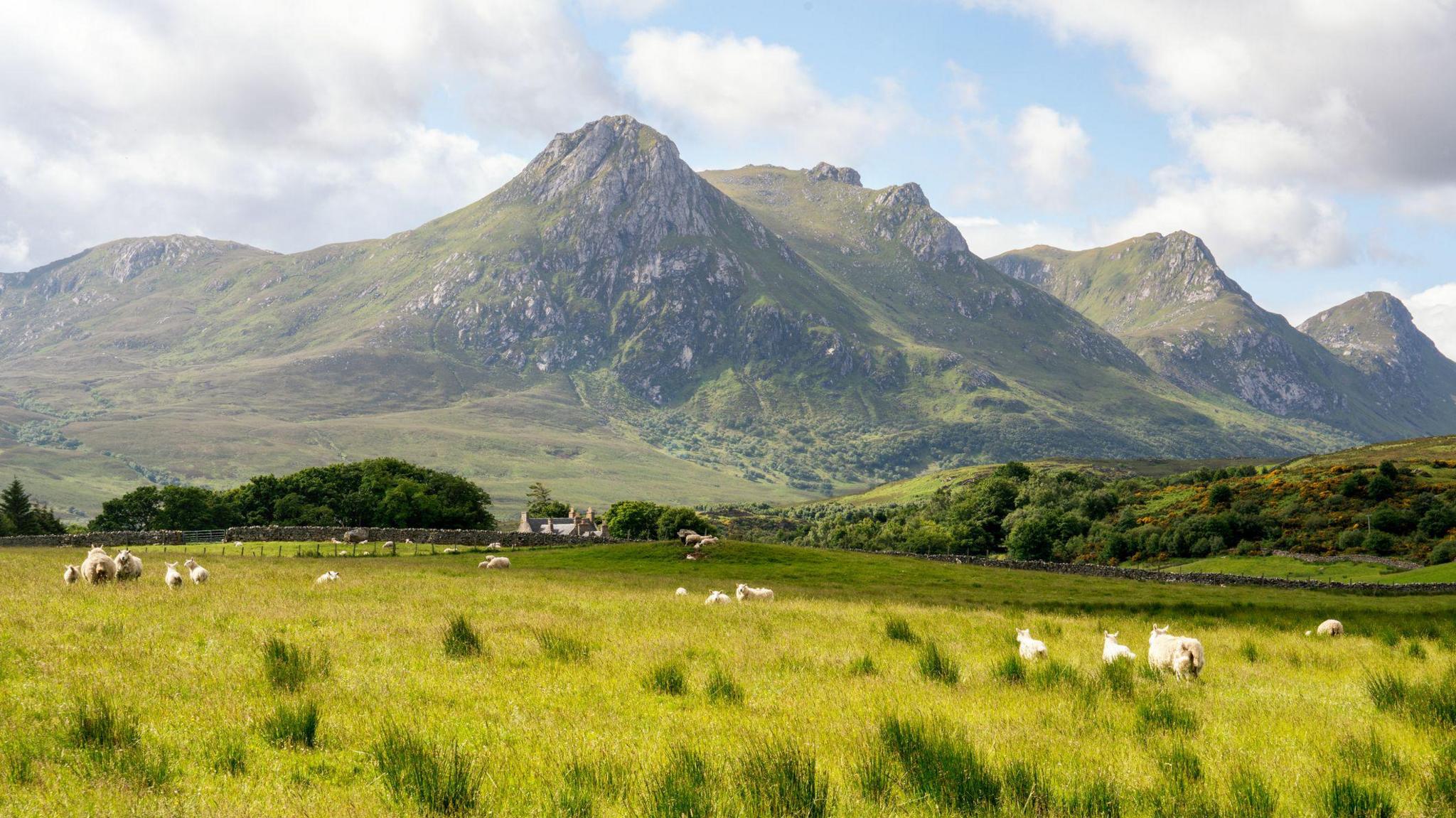 Beinn Laghail 's caoraich ann am pàirce
