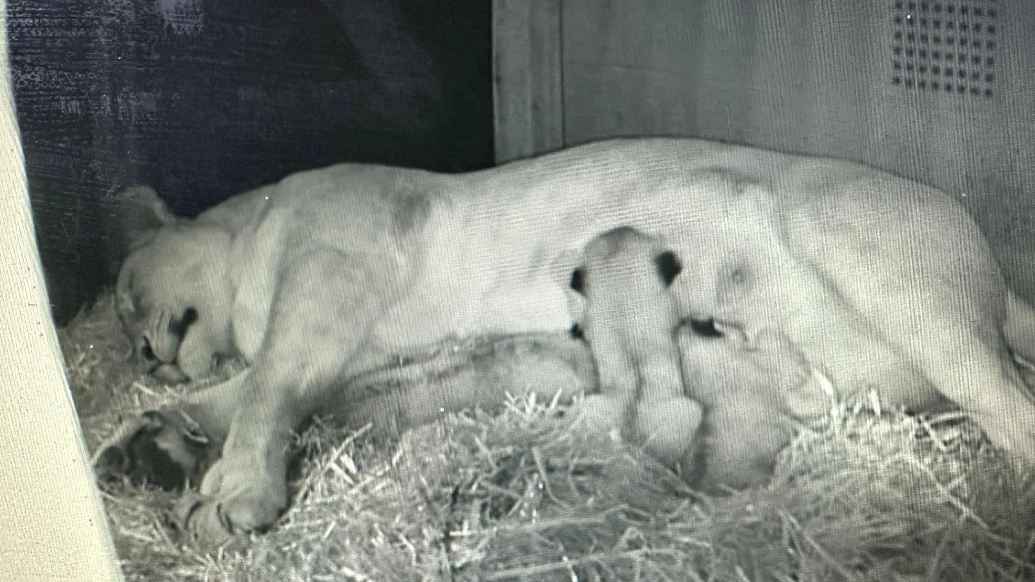 Lioness Winta and her three cubs