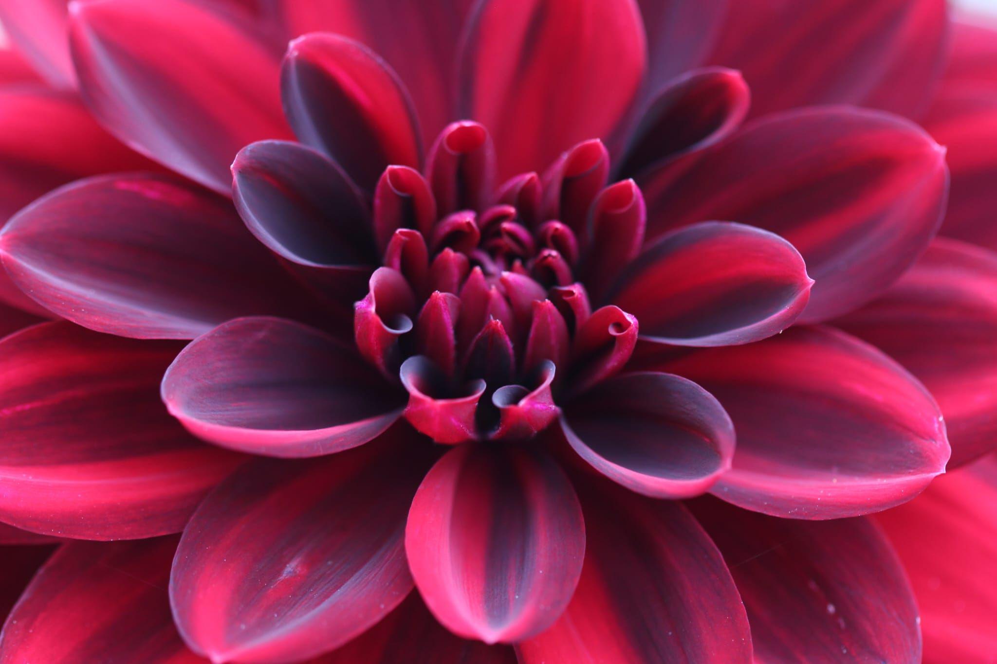 A close-up of a flower which has different shades of pink petals.