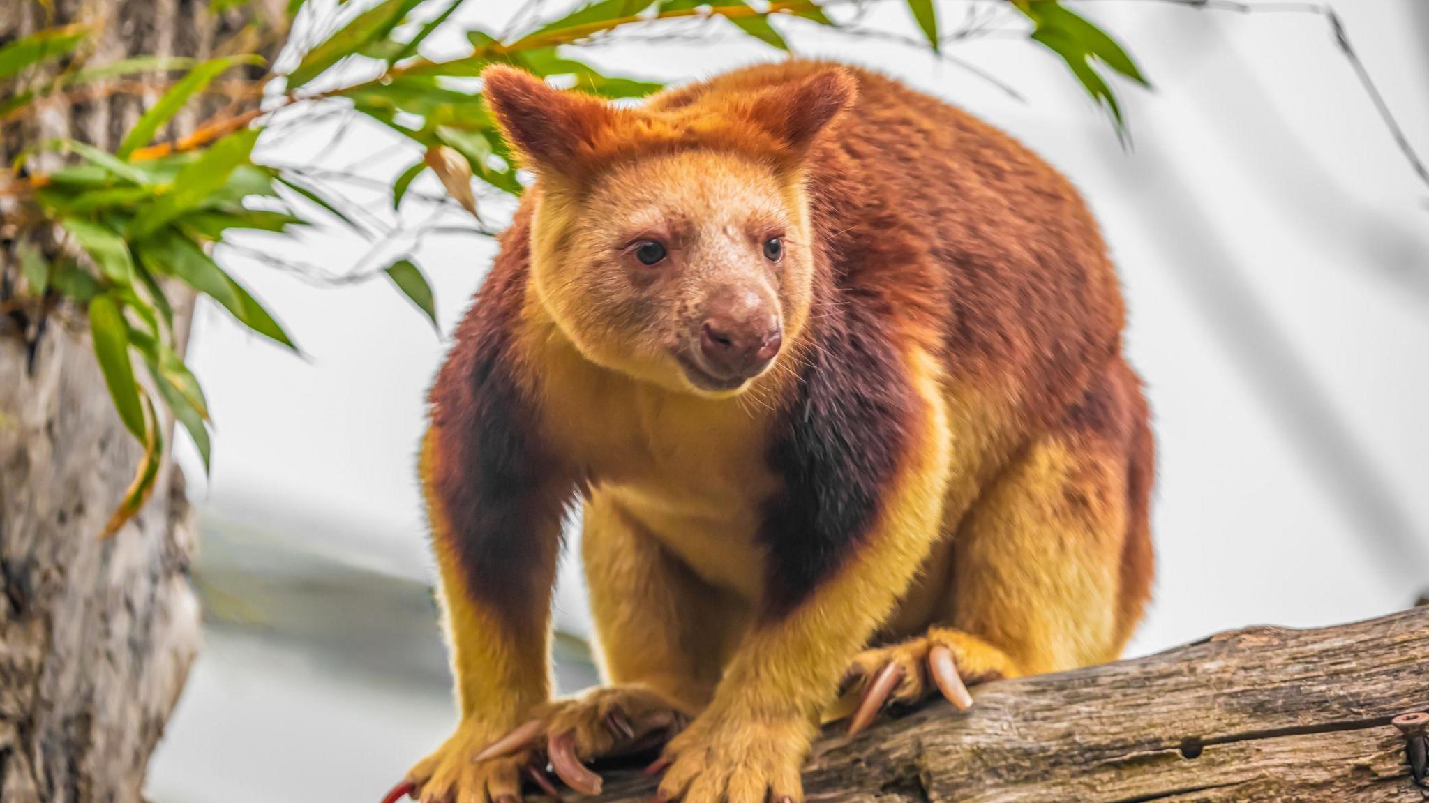 an adult tree kangaroo on a branch