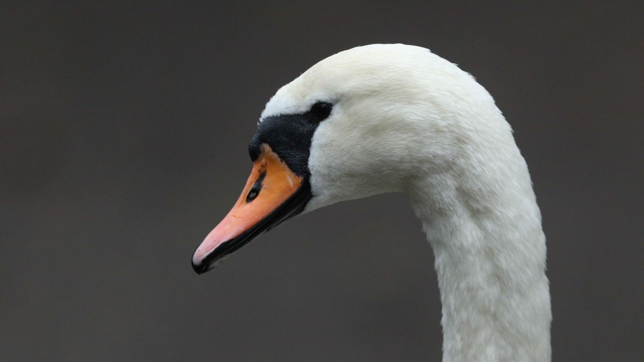 A side profile of a swan. 