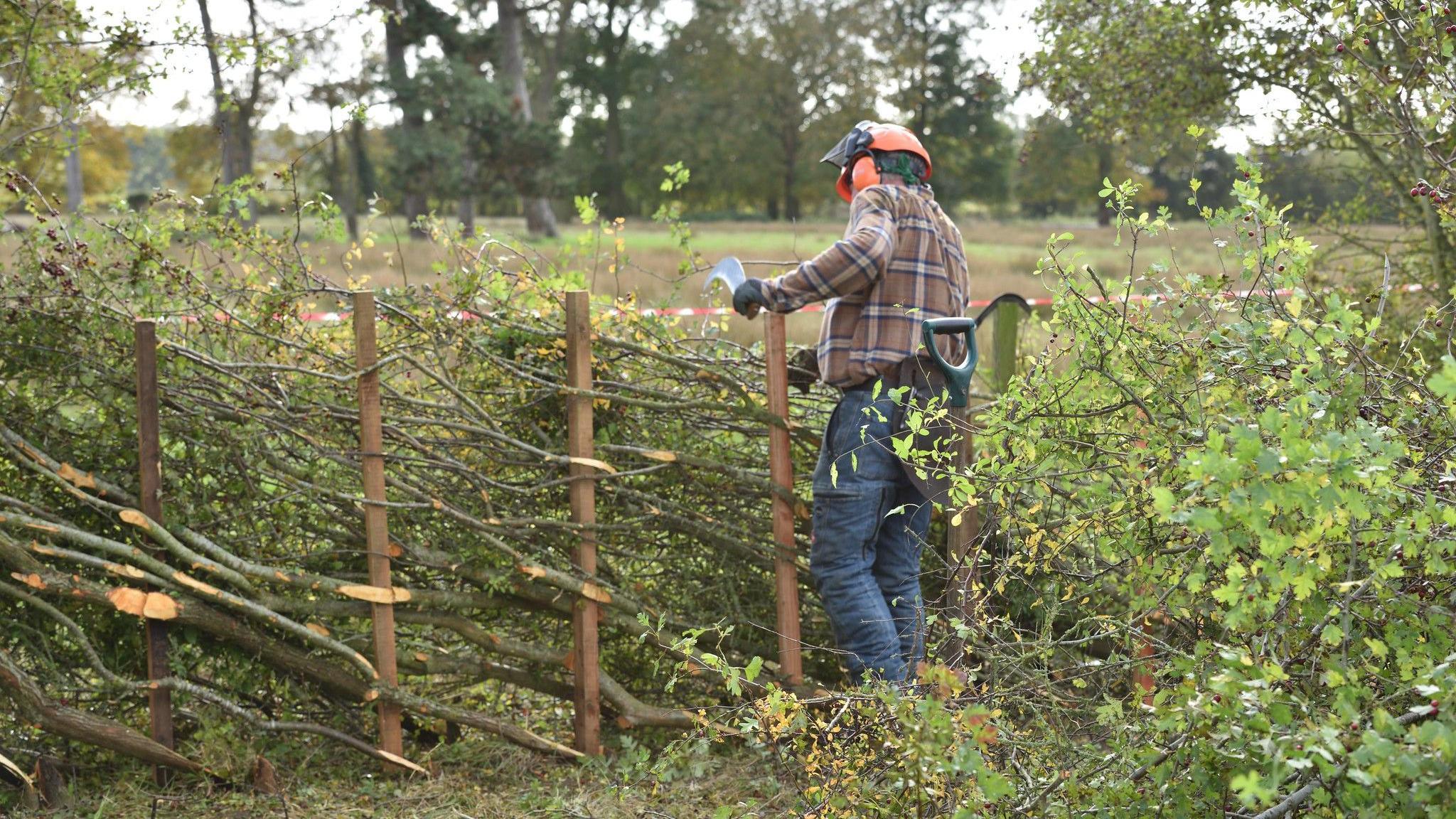 A competitior at the 2023 National Hedgelaying Championships. He is wearing orange protective equipment, blue trousers and a checked shirt. The man is surrounded by green bushes and is creating a natural hedgerow fence.