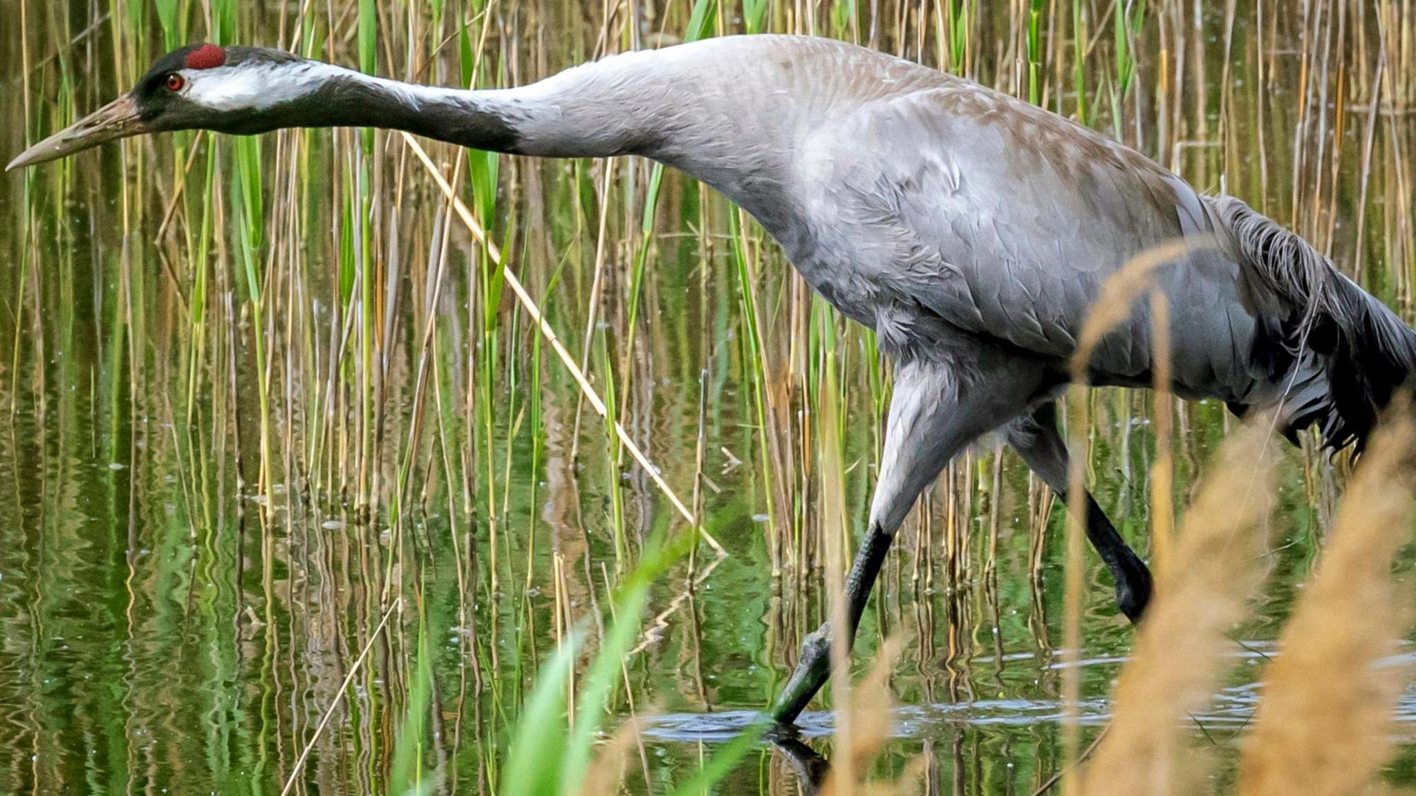 A large grey crane walking through some reeds.