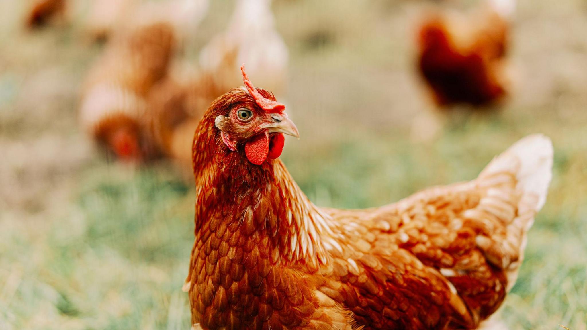 Photo of a standard chicken roaming a grass field. 