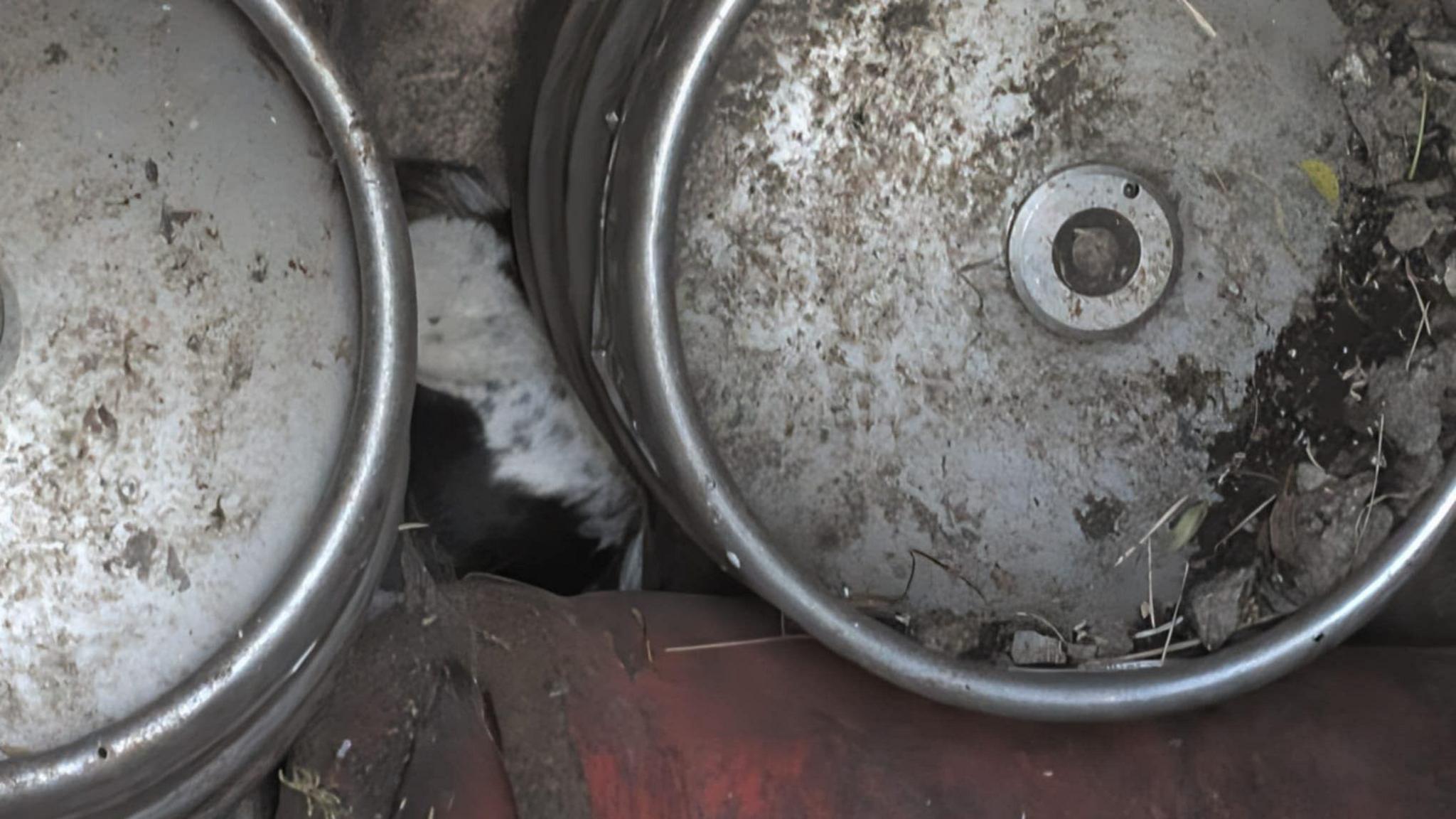 A dog at the bottom of a well, but a large number of cylinders. You can just see park of his fur, that is black and white. The cylinders are dirty.